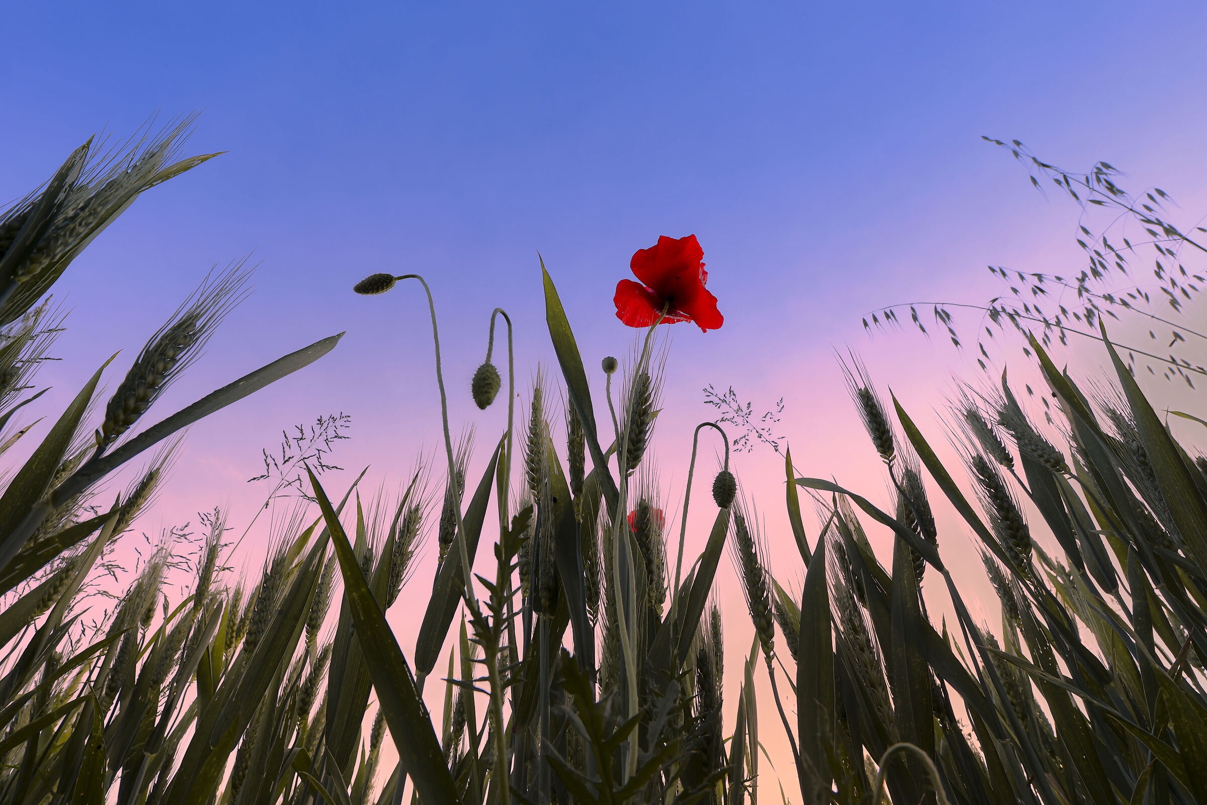 Simply a poppy