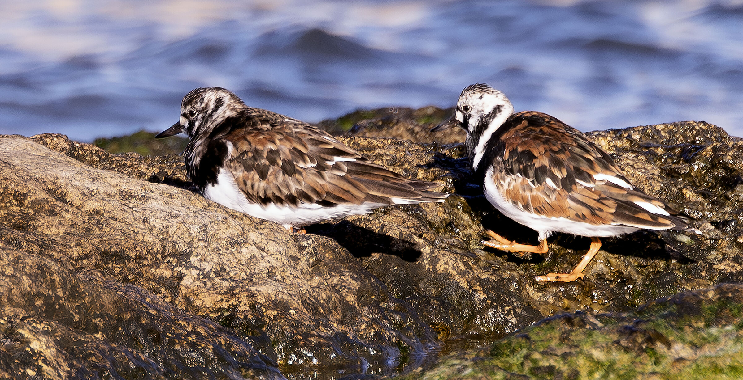 Ruddy Turnstone