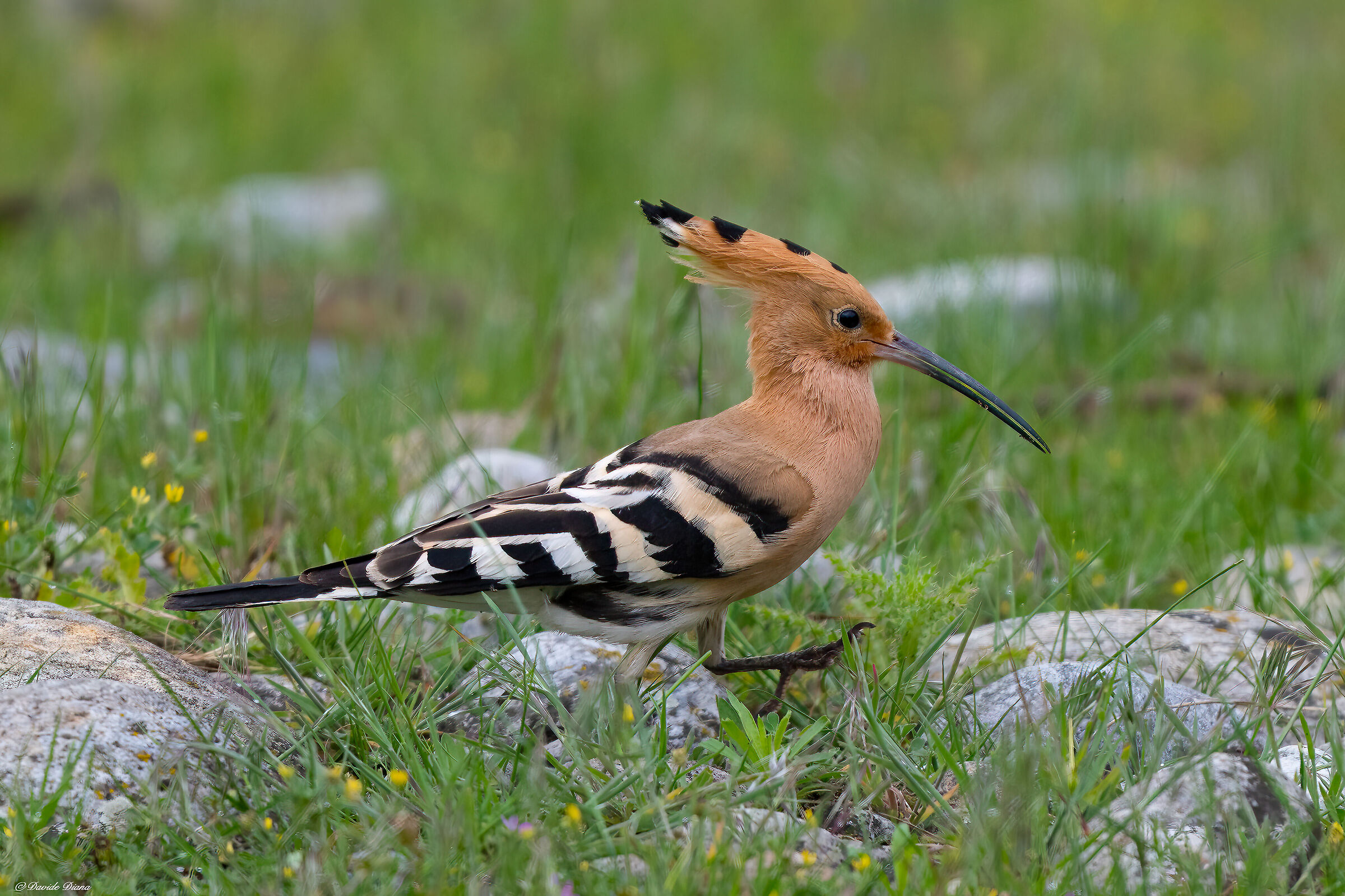 Hoopoe