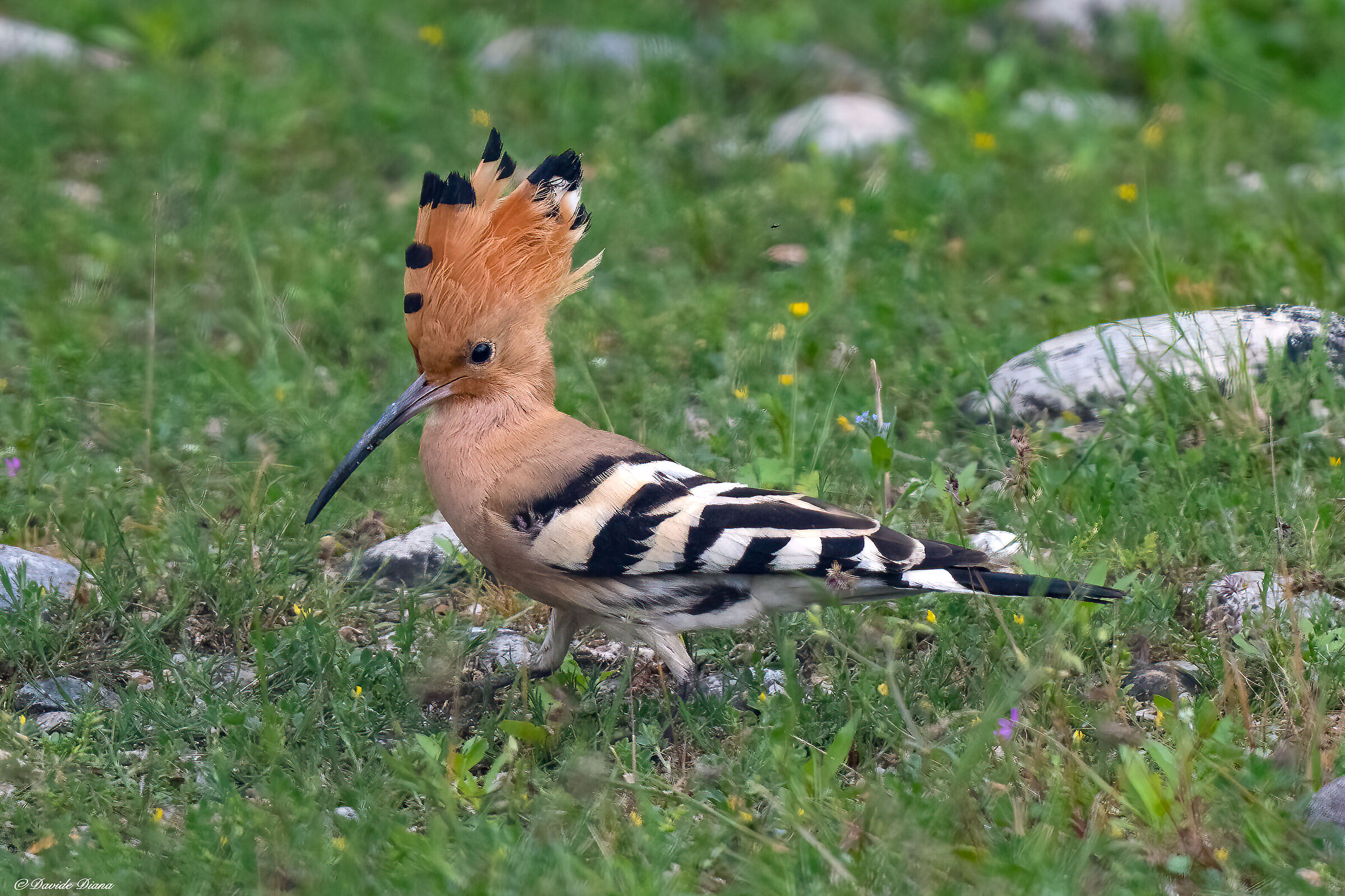 Hoopoe