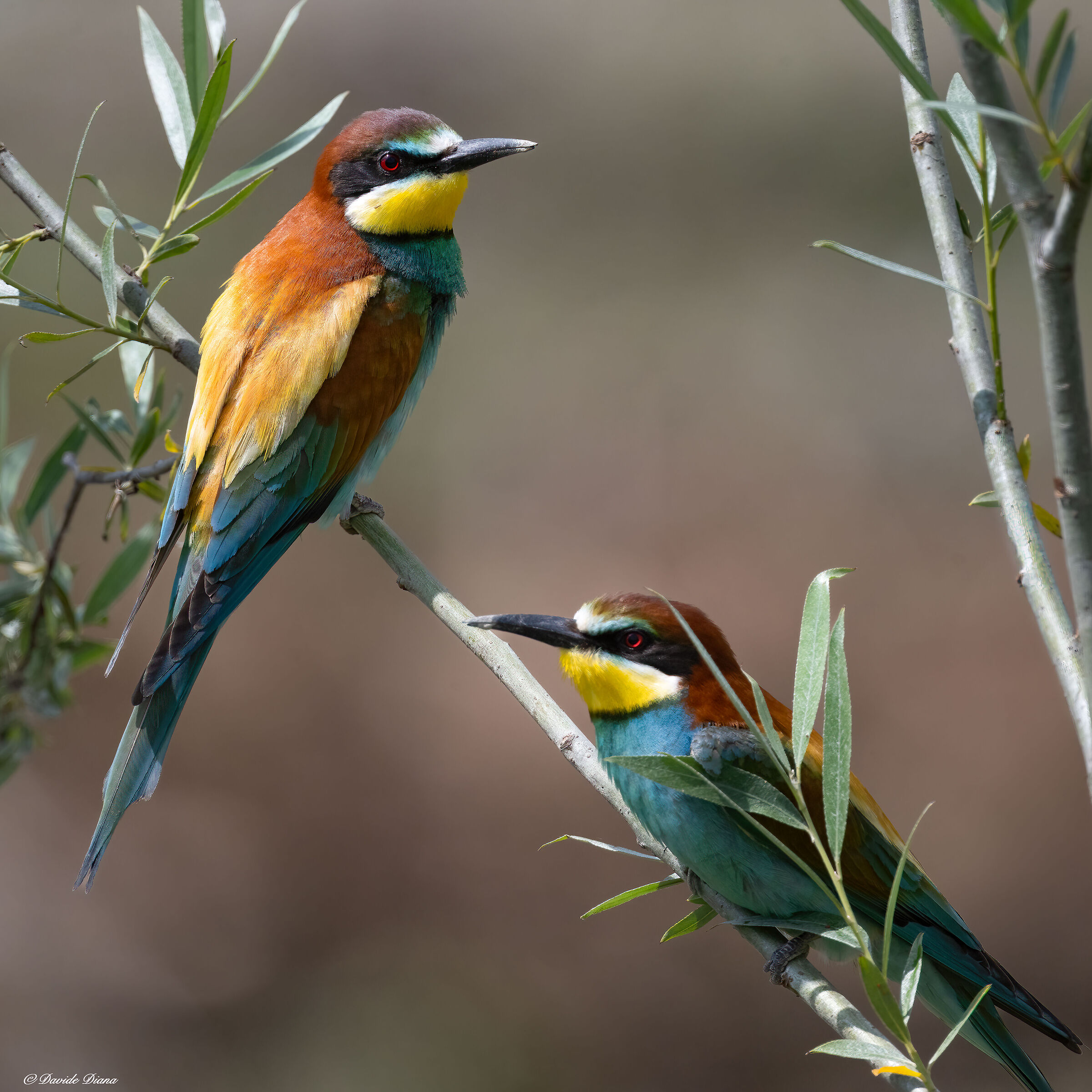 Bee-eaters
