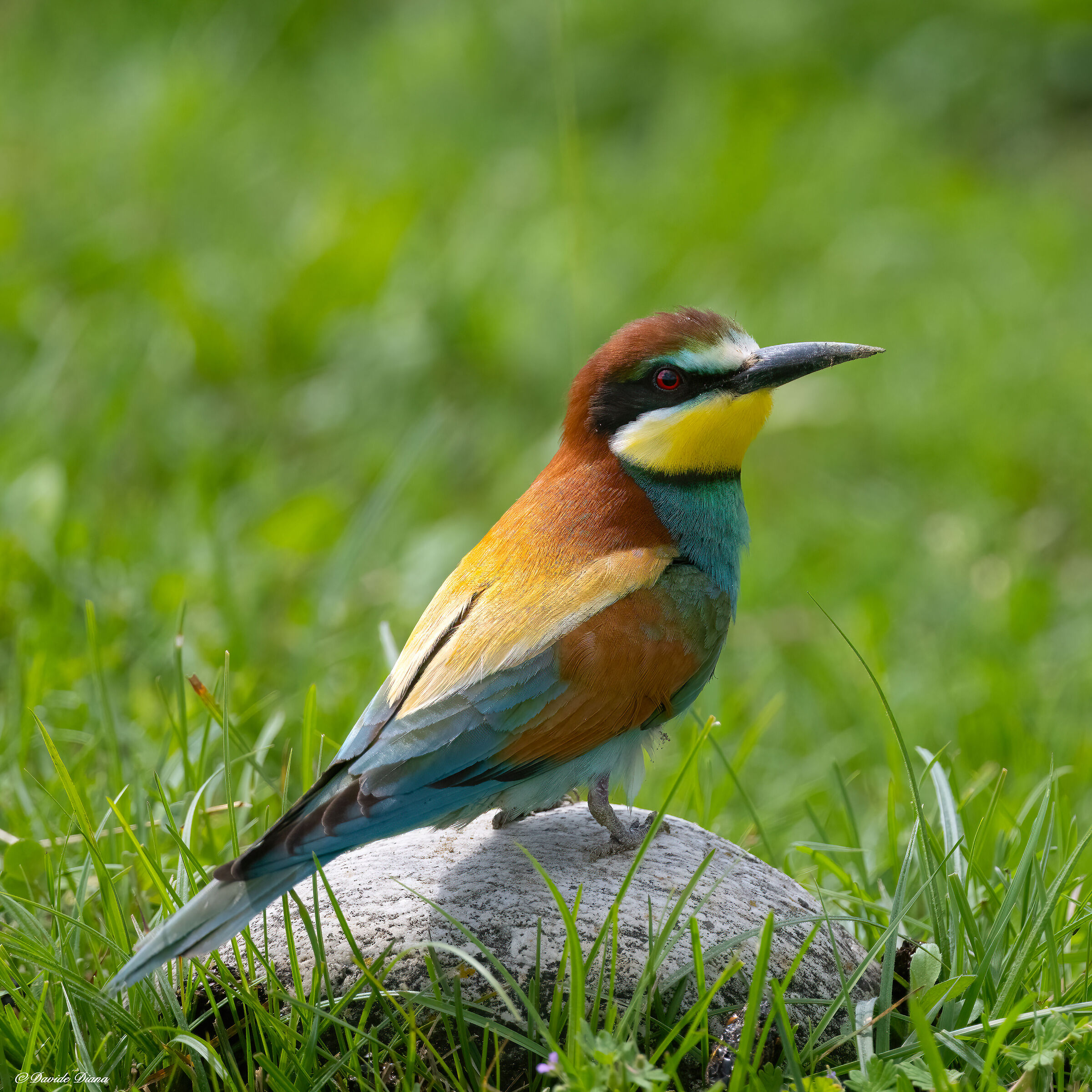 Bee-eater