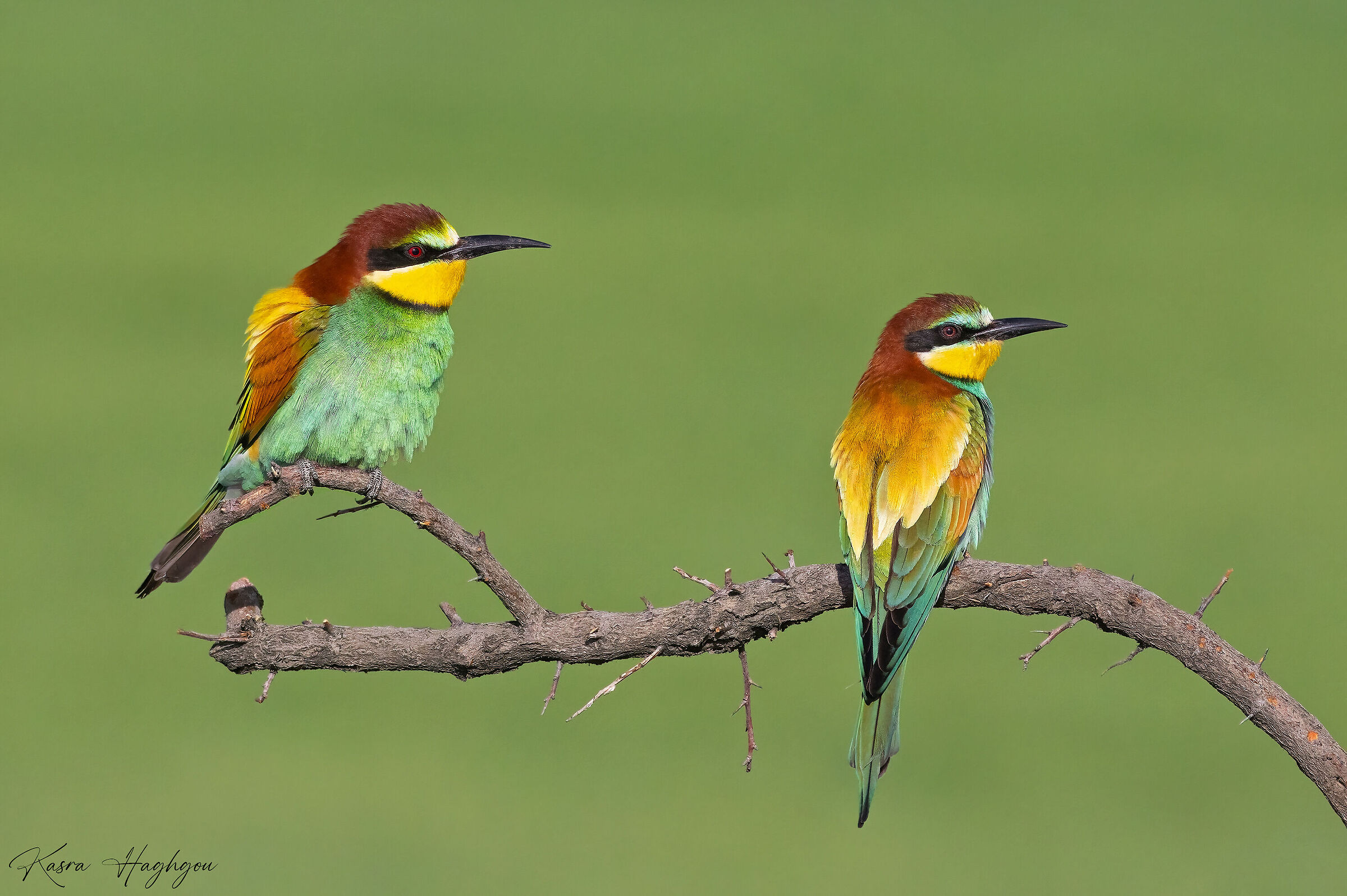 European bee-eater