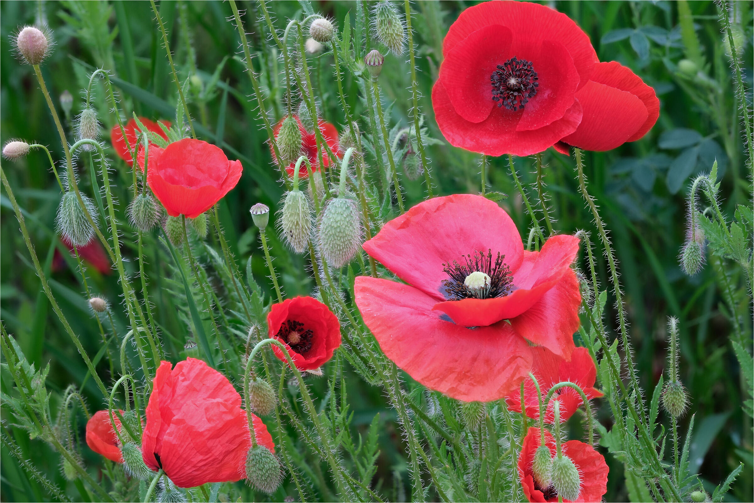 Poppy