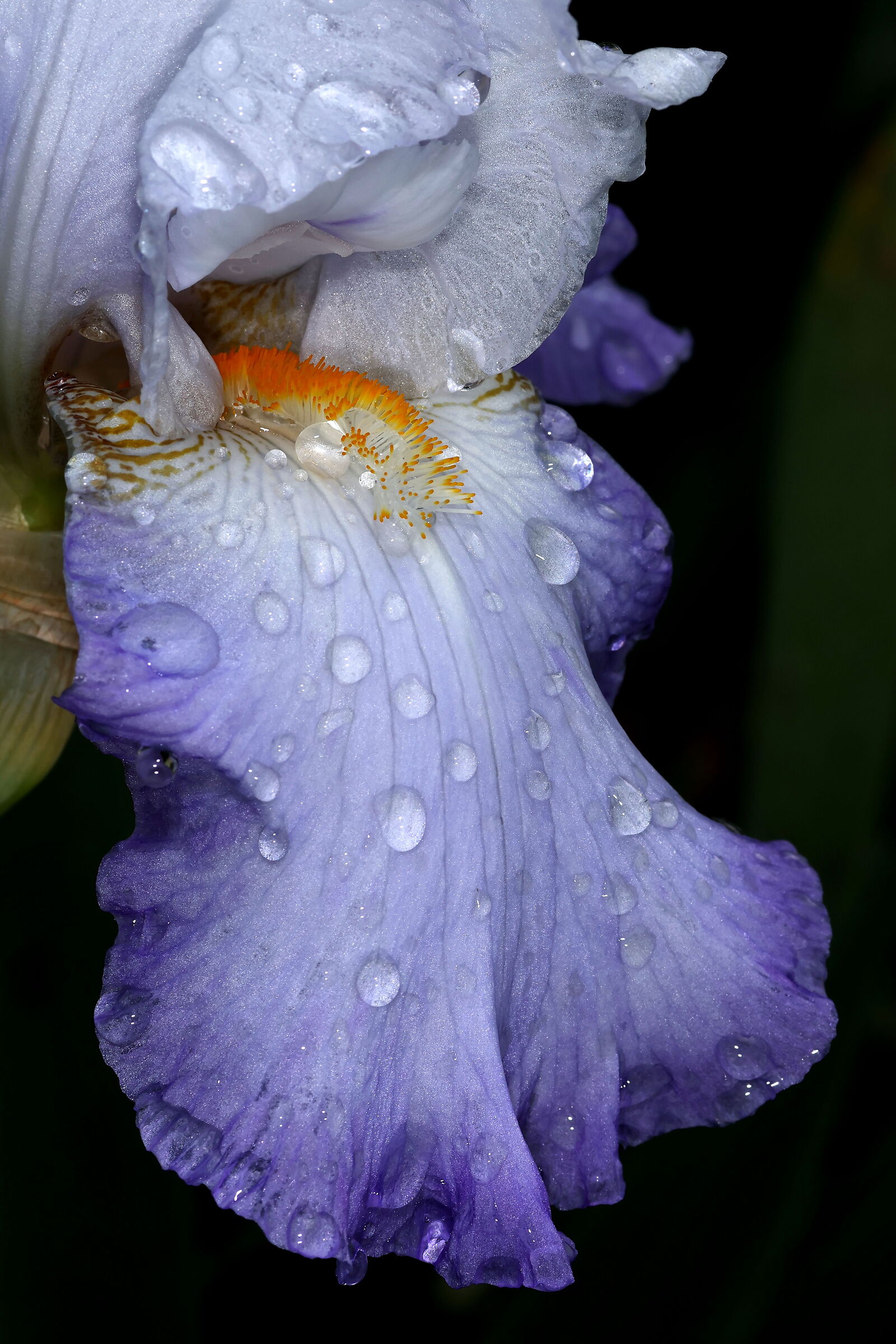 Iris - Sigma 70 2.8 EX DG Macro