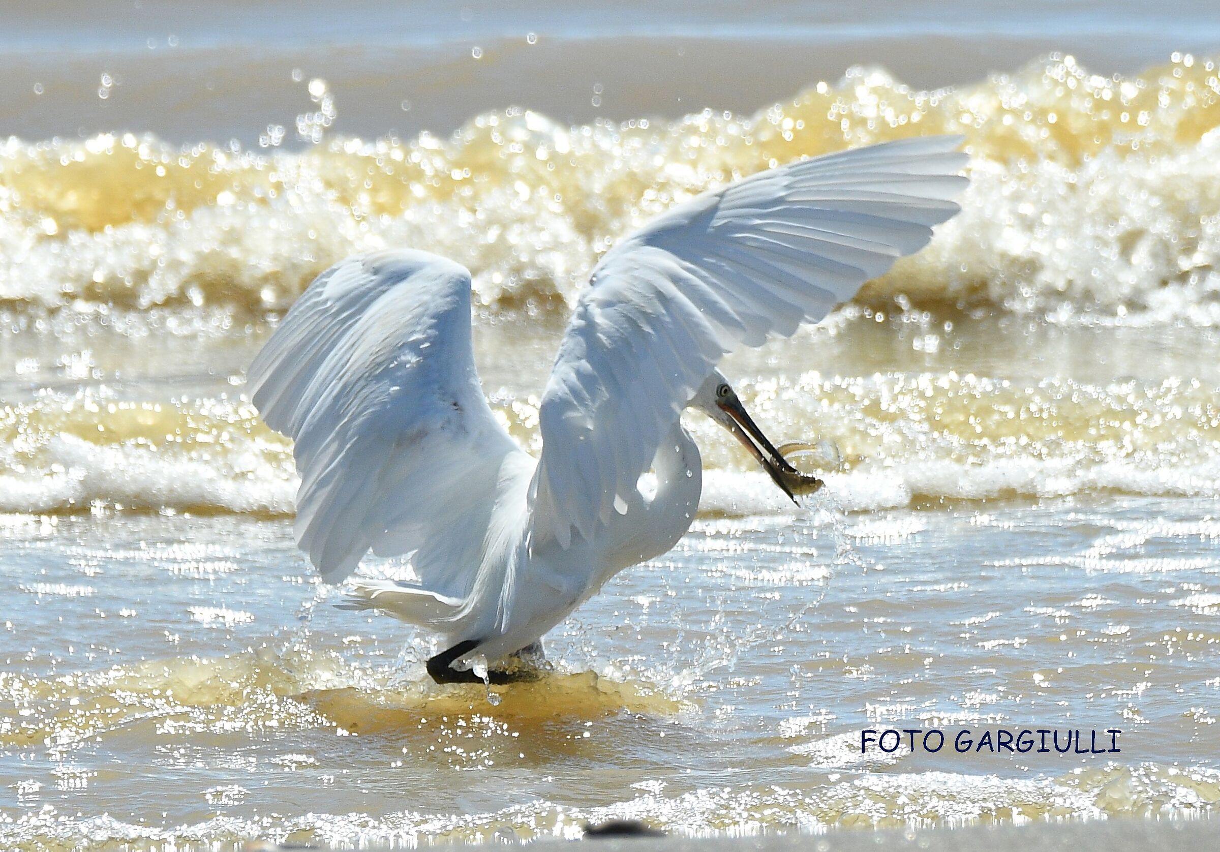 Garzetta cattura una tracina