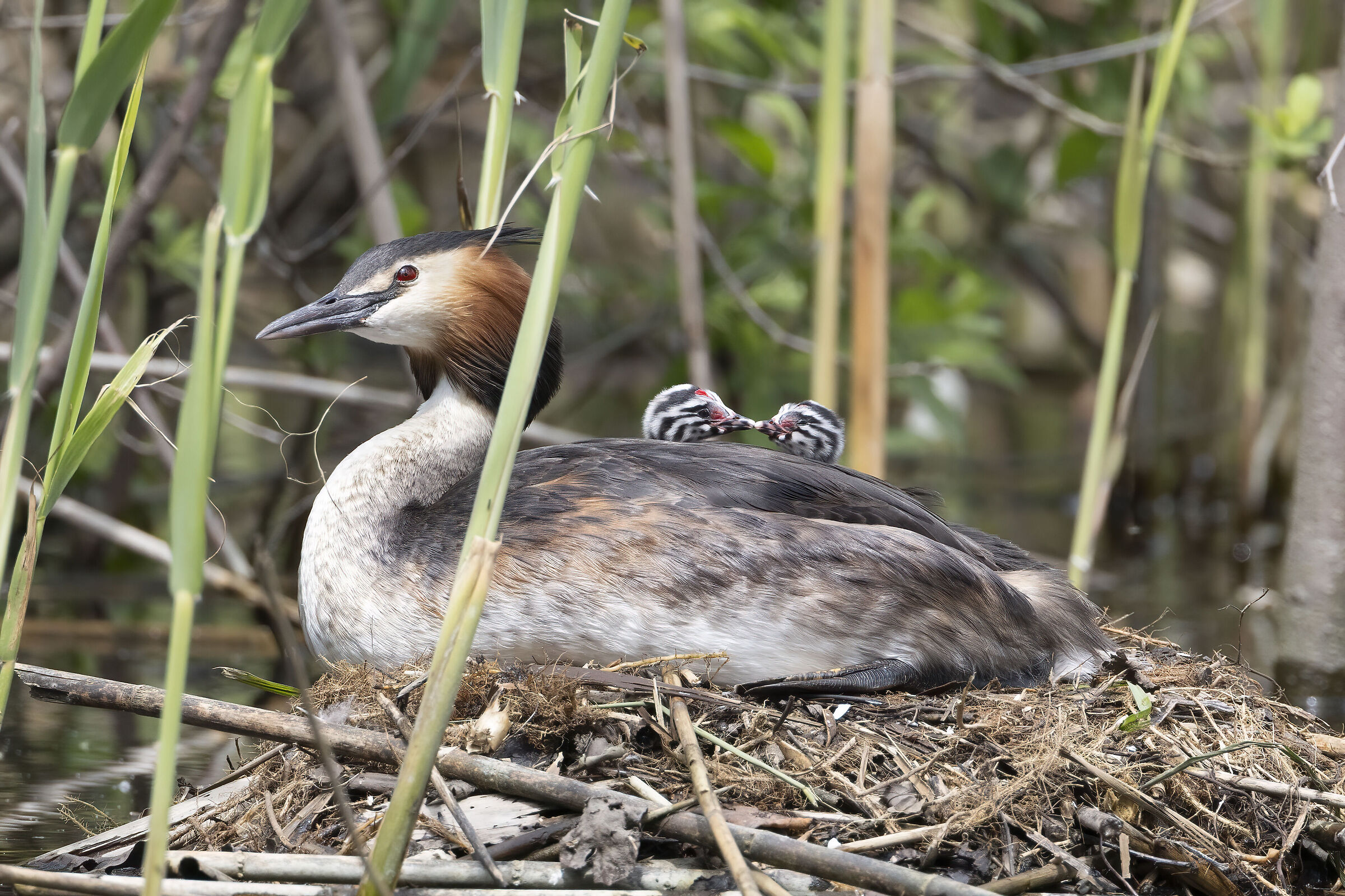 un bacino al fratellino, svasso maggiore