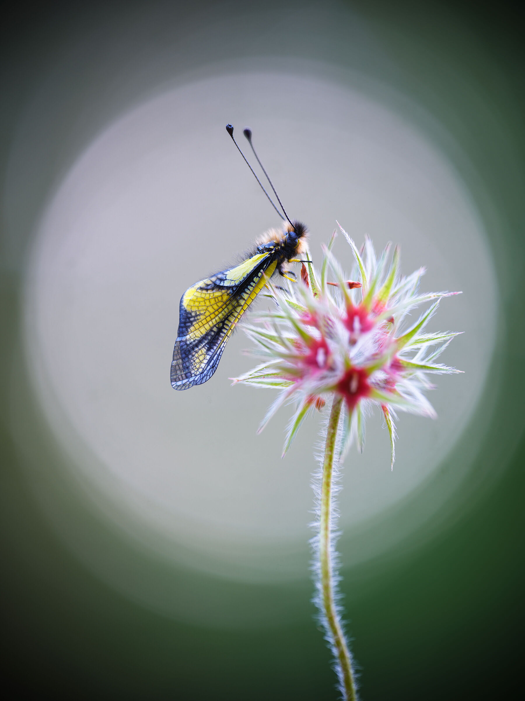 Libelloides coccajus