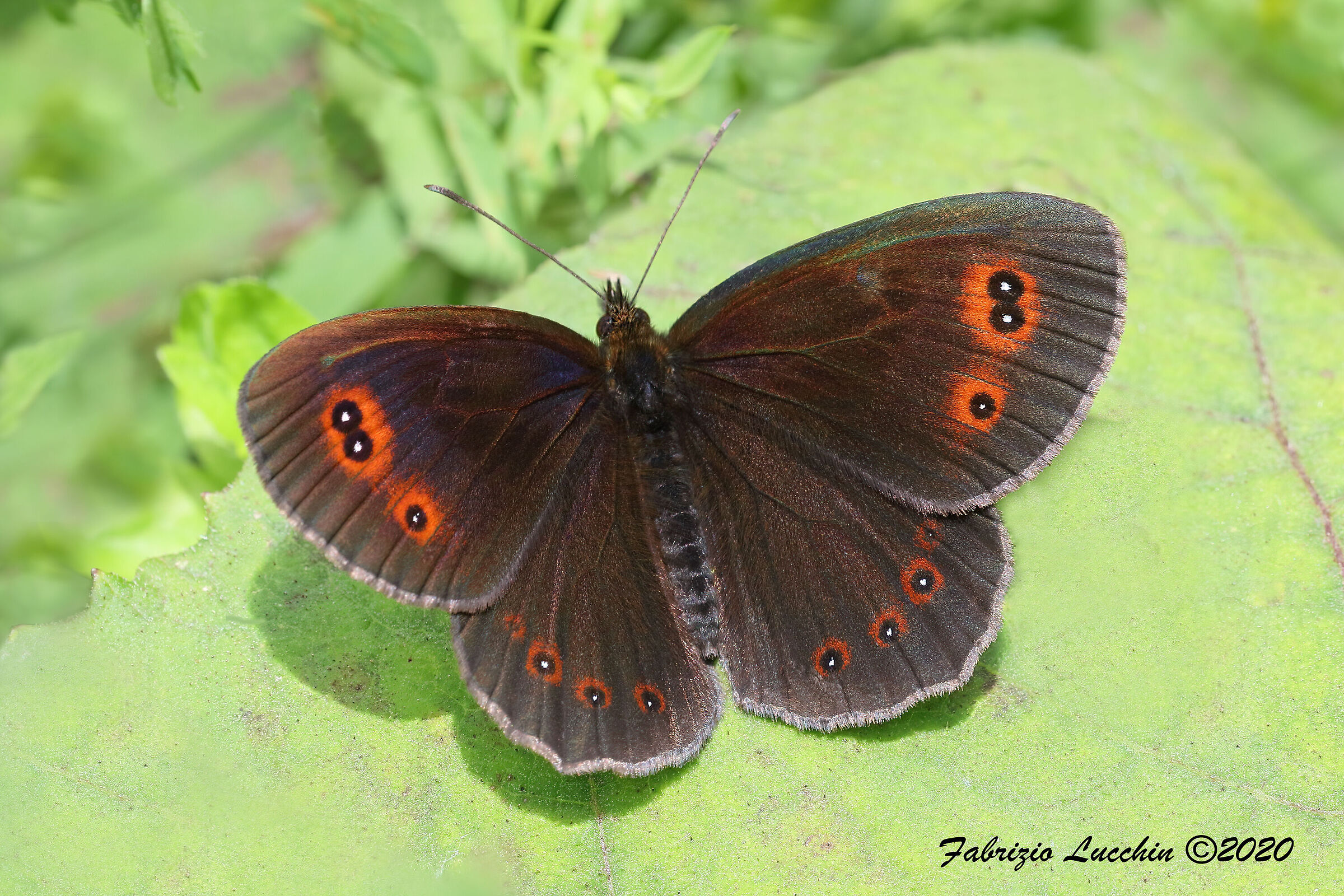 Erebia aethiops (Esemplare maschio)