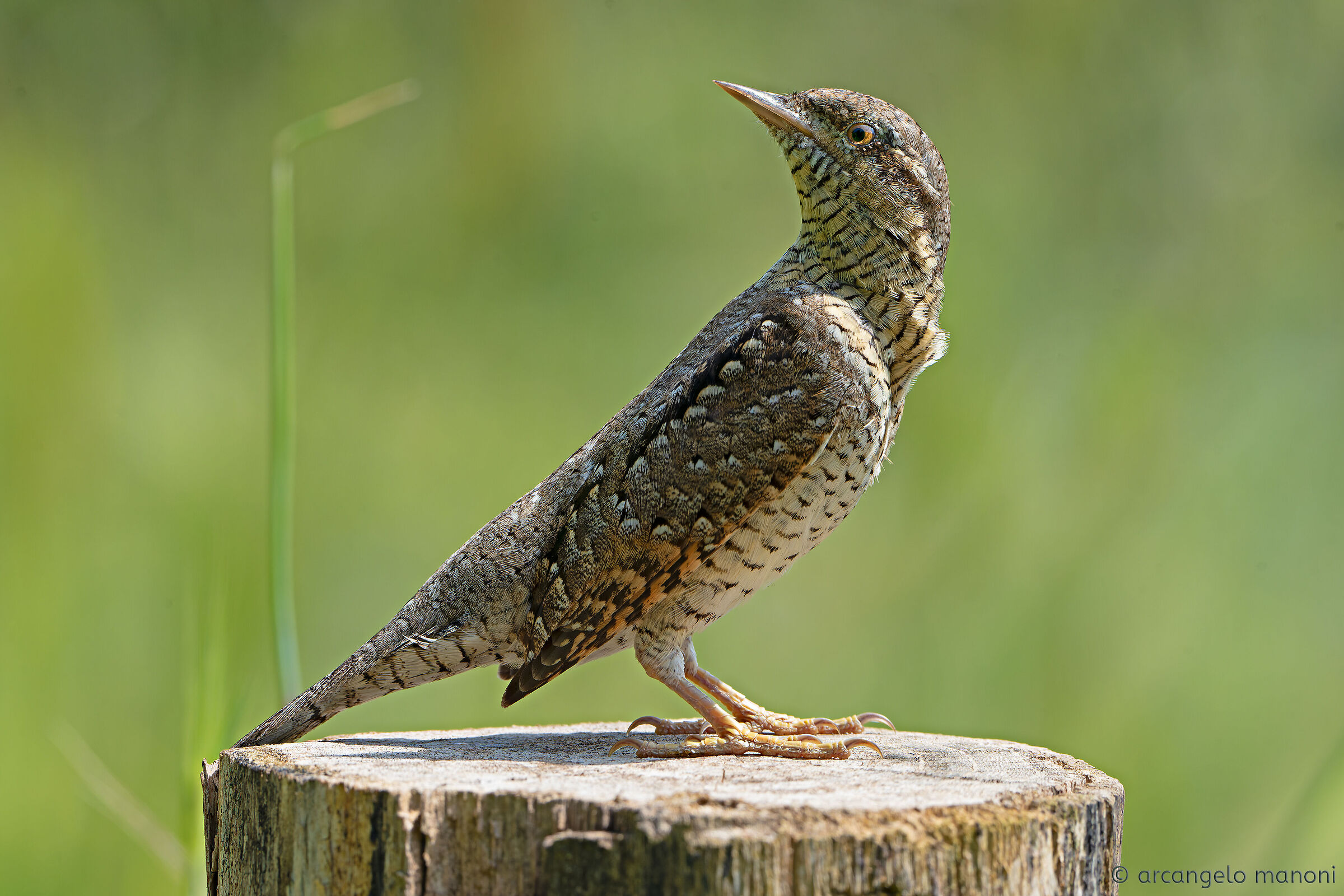 ''Torcicollo'' nel vero senso della parola