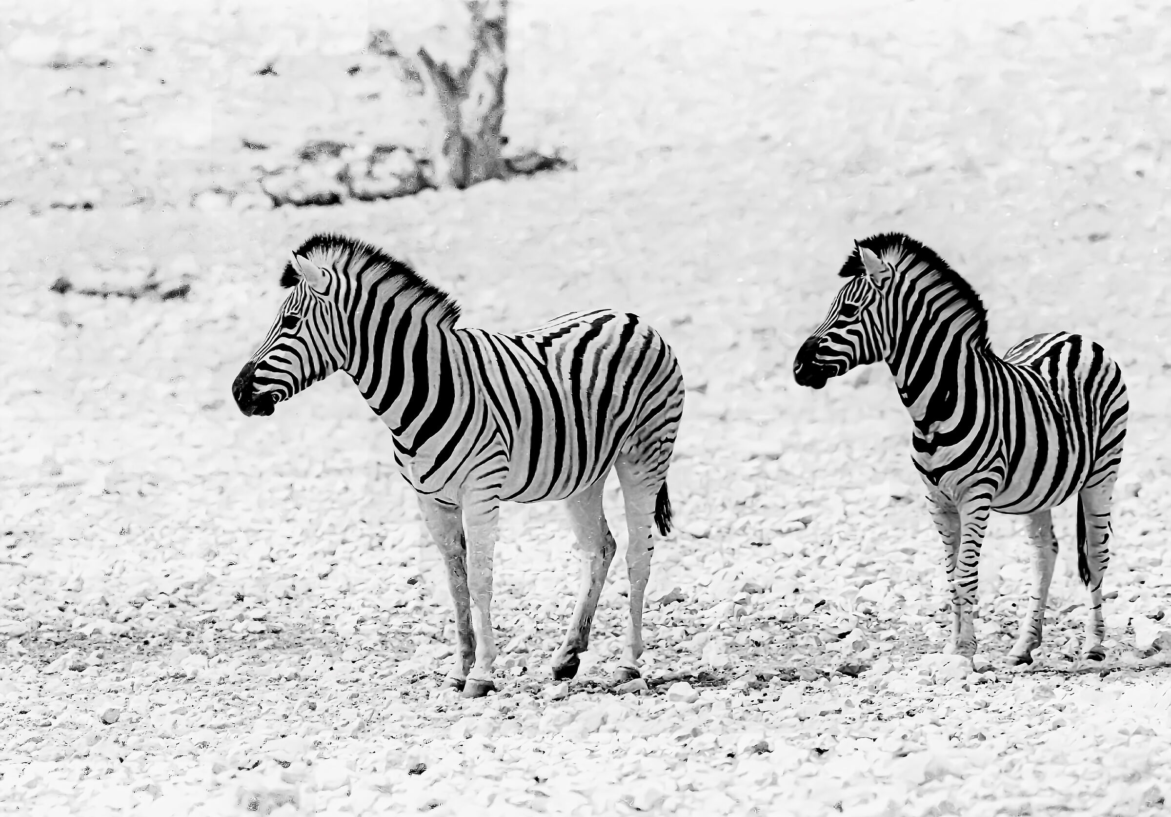 Equus quaggia burchellii