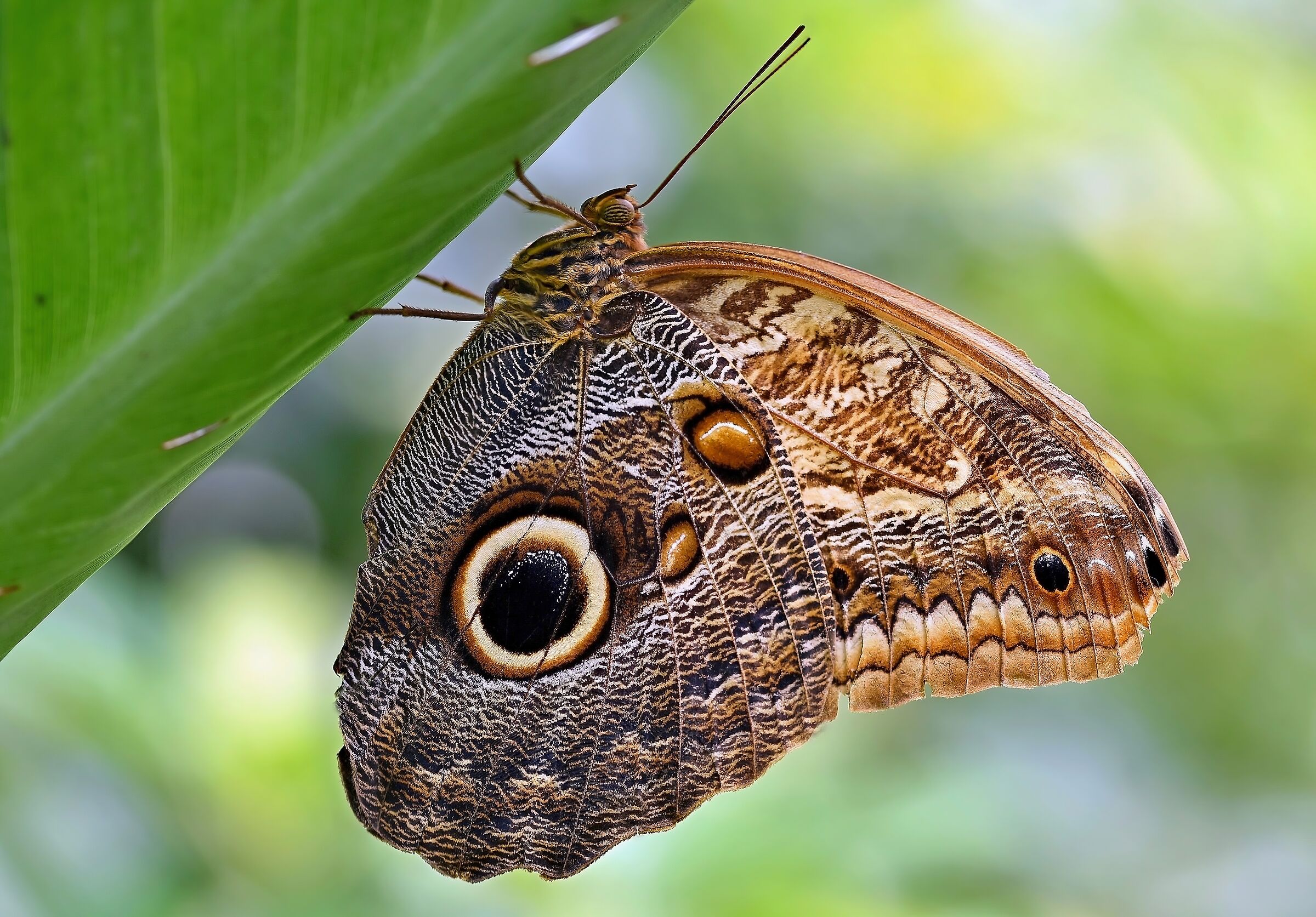 Caligo telamonius memnon