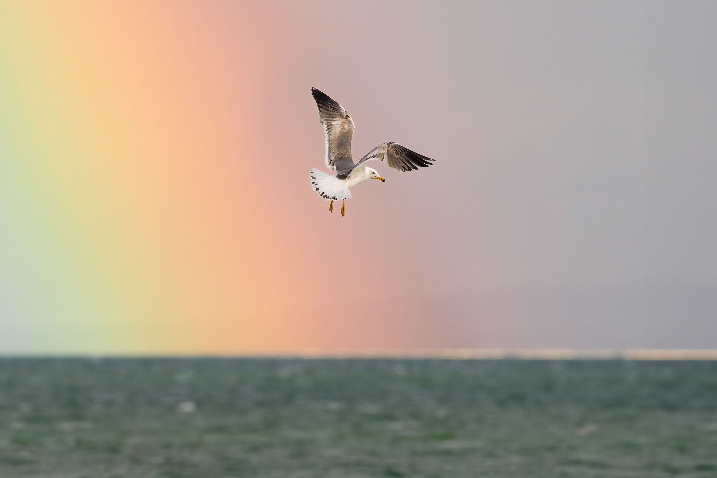 Volo nell'arcobaleno