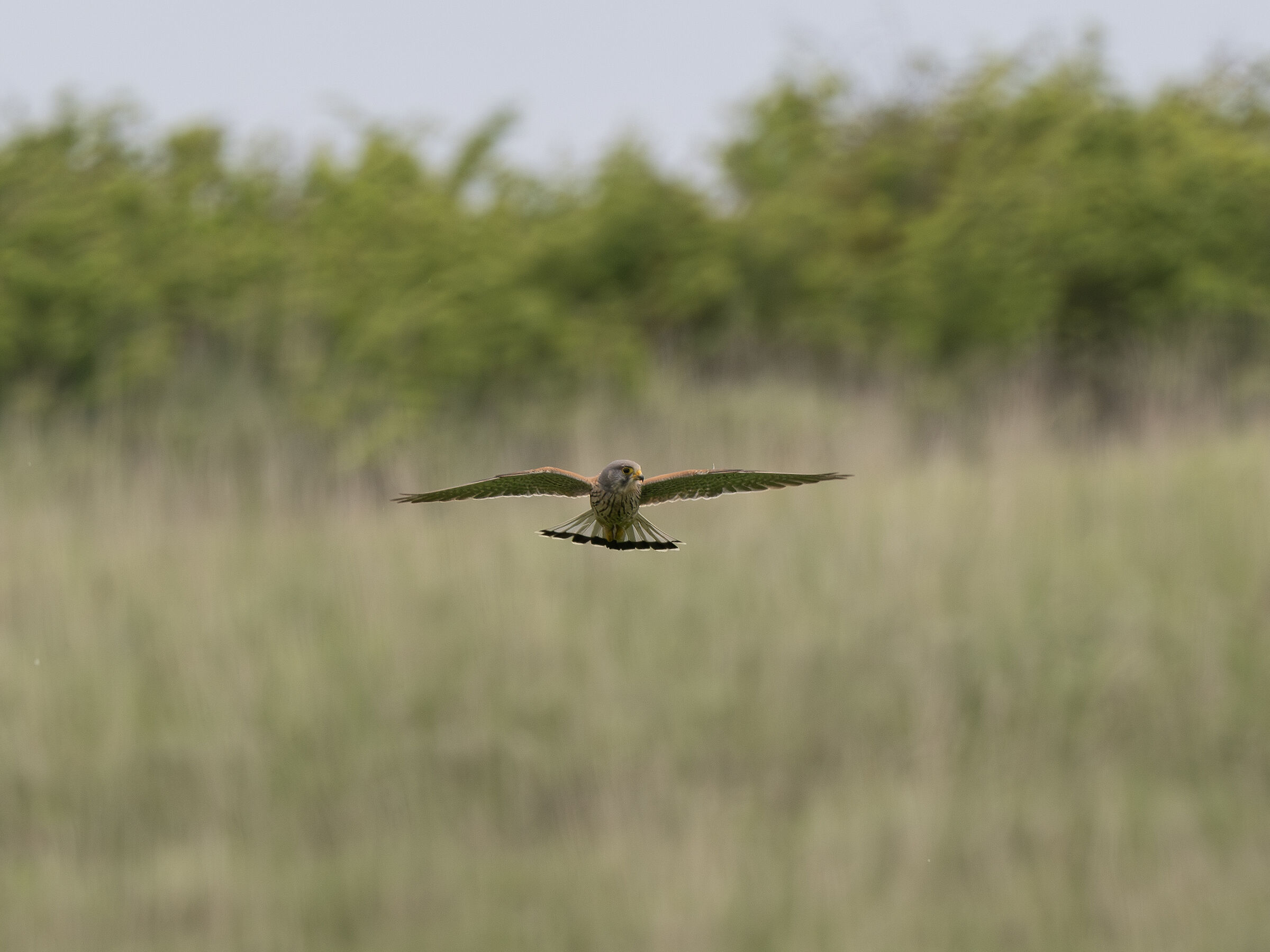 Kestrel