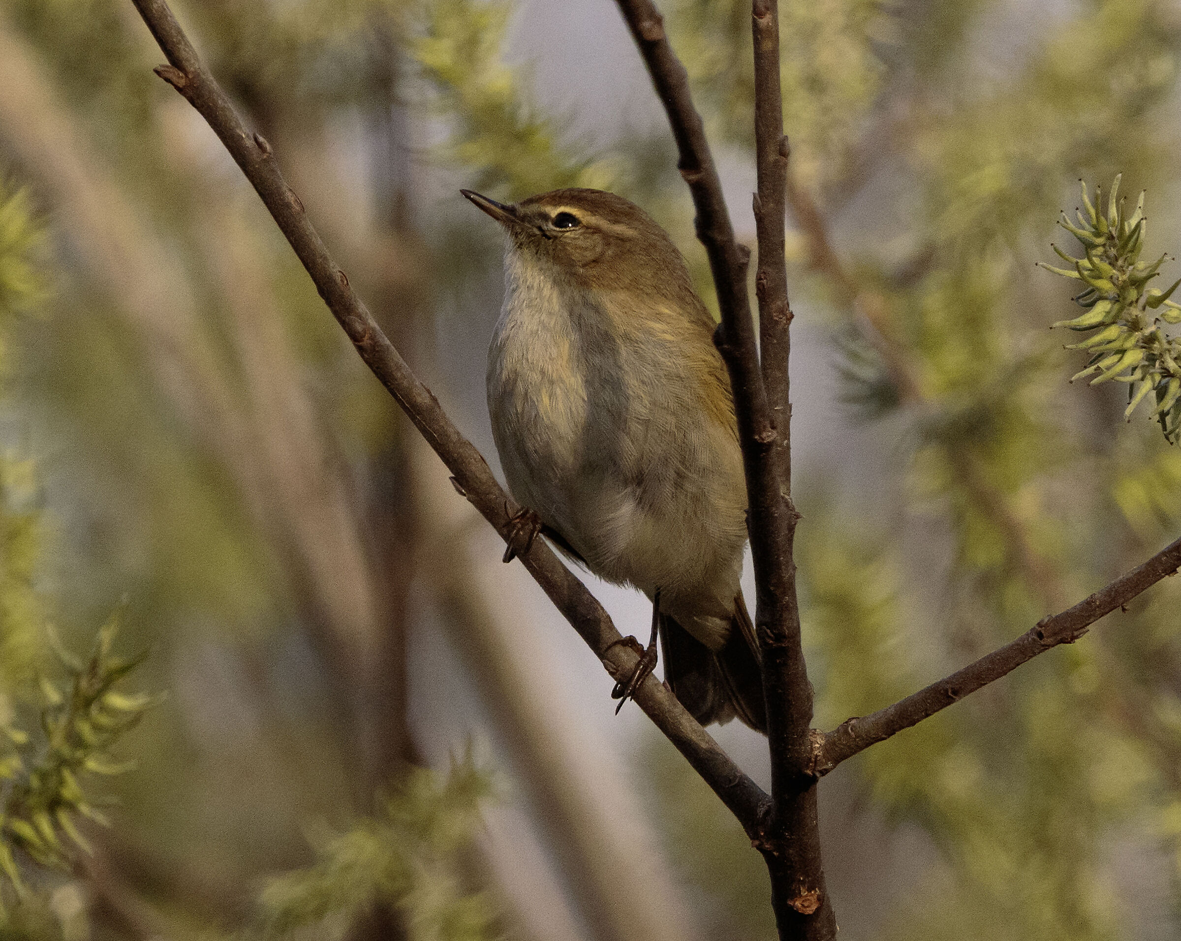 He Small Female Legnano MI 14/03/2024