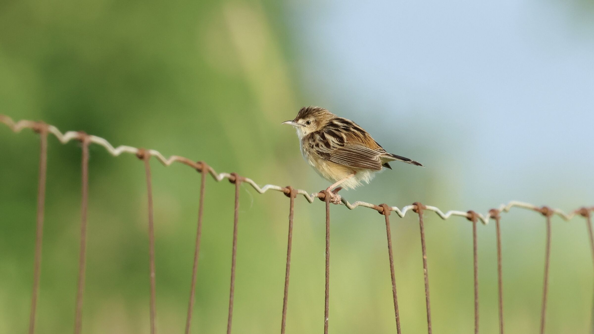 Flycatcher