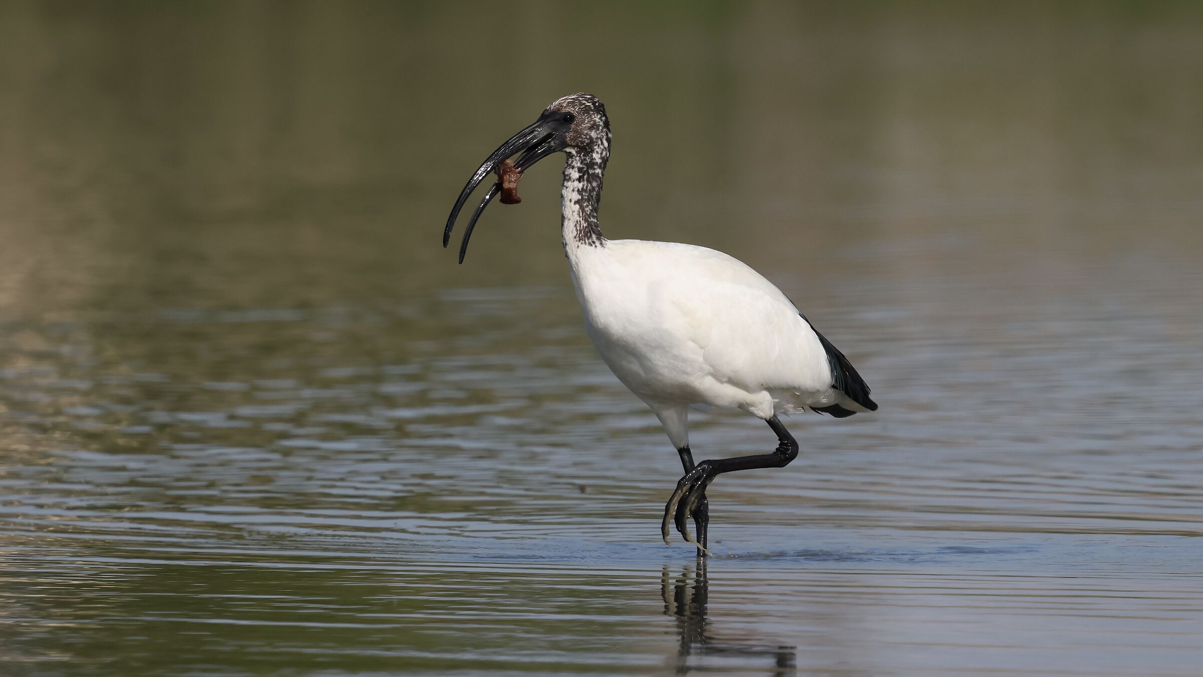 Ibis with Prawn