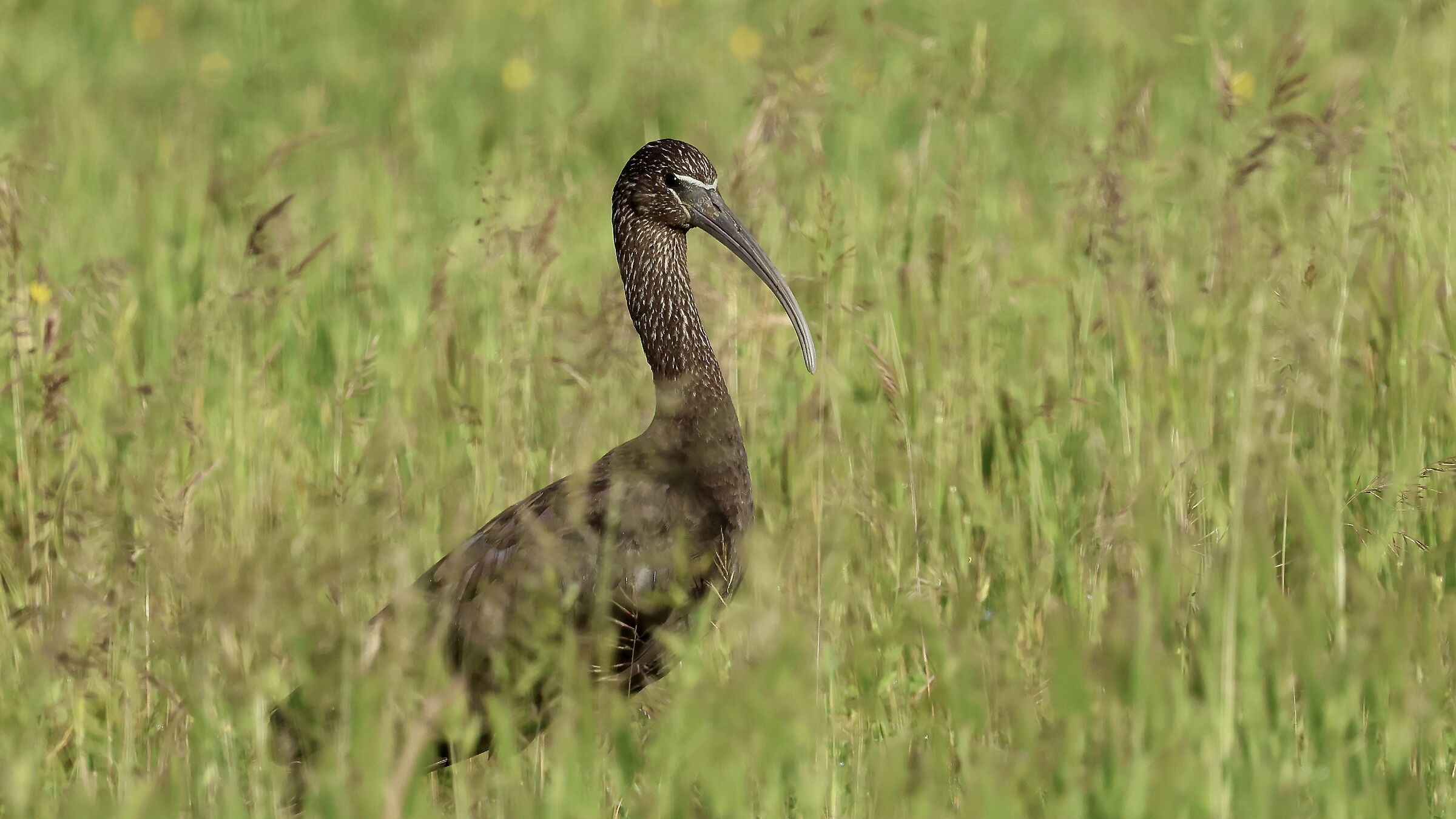 Glossy ibis