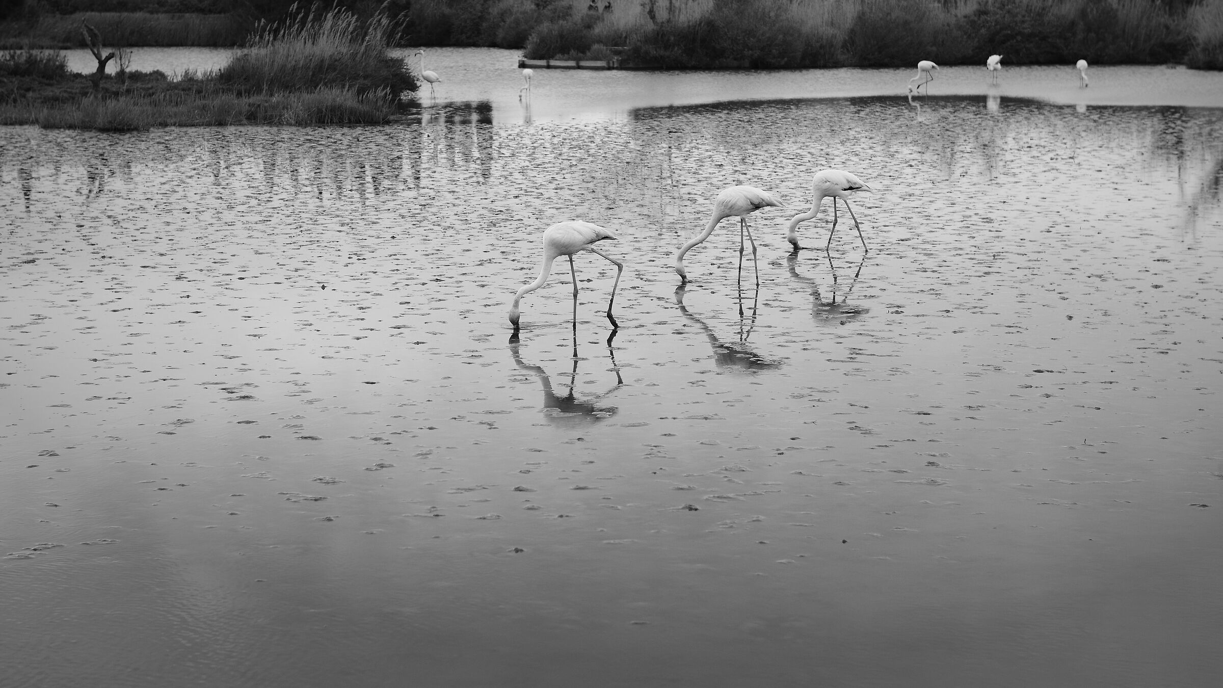 Camargue flamingos