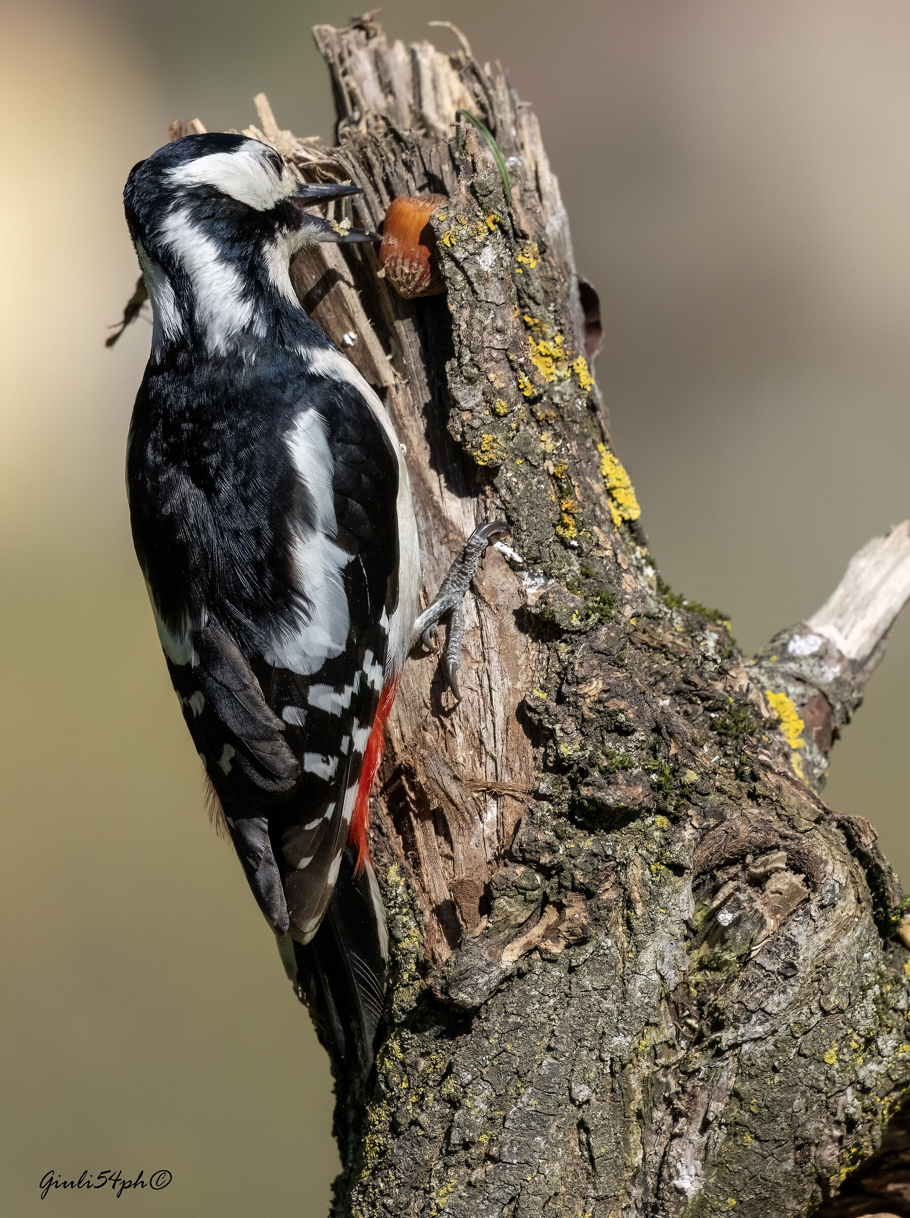 Picchio femmina con nocciola.