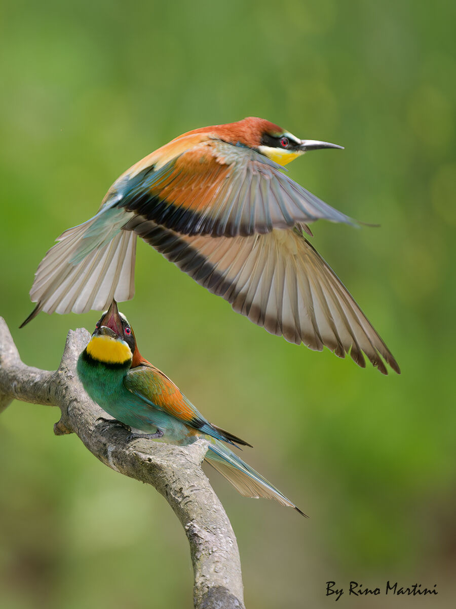 The Colors of Joy, Freedom and Peace