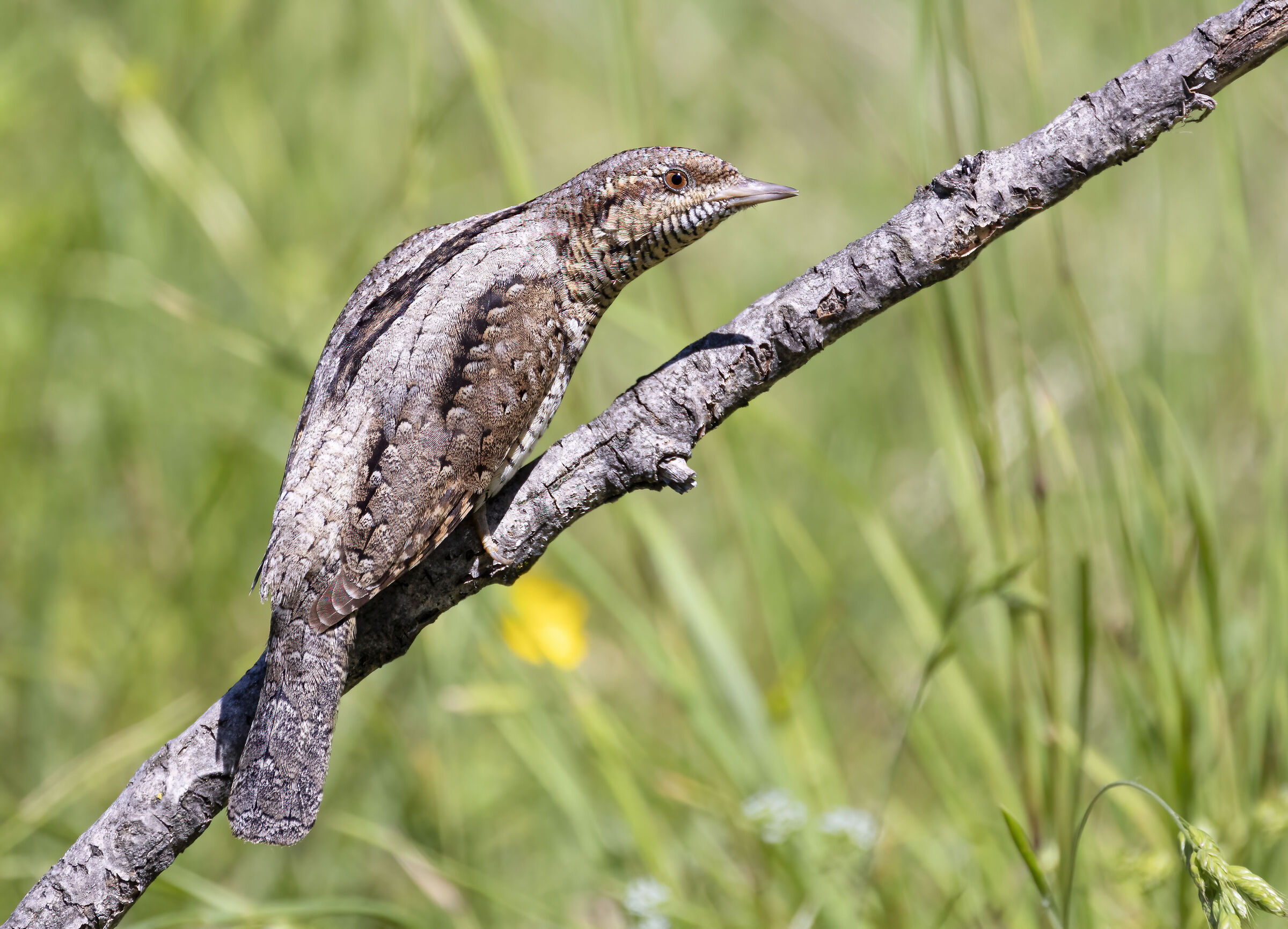 tutto il piumaggio del torcicollo