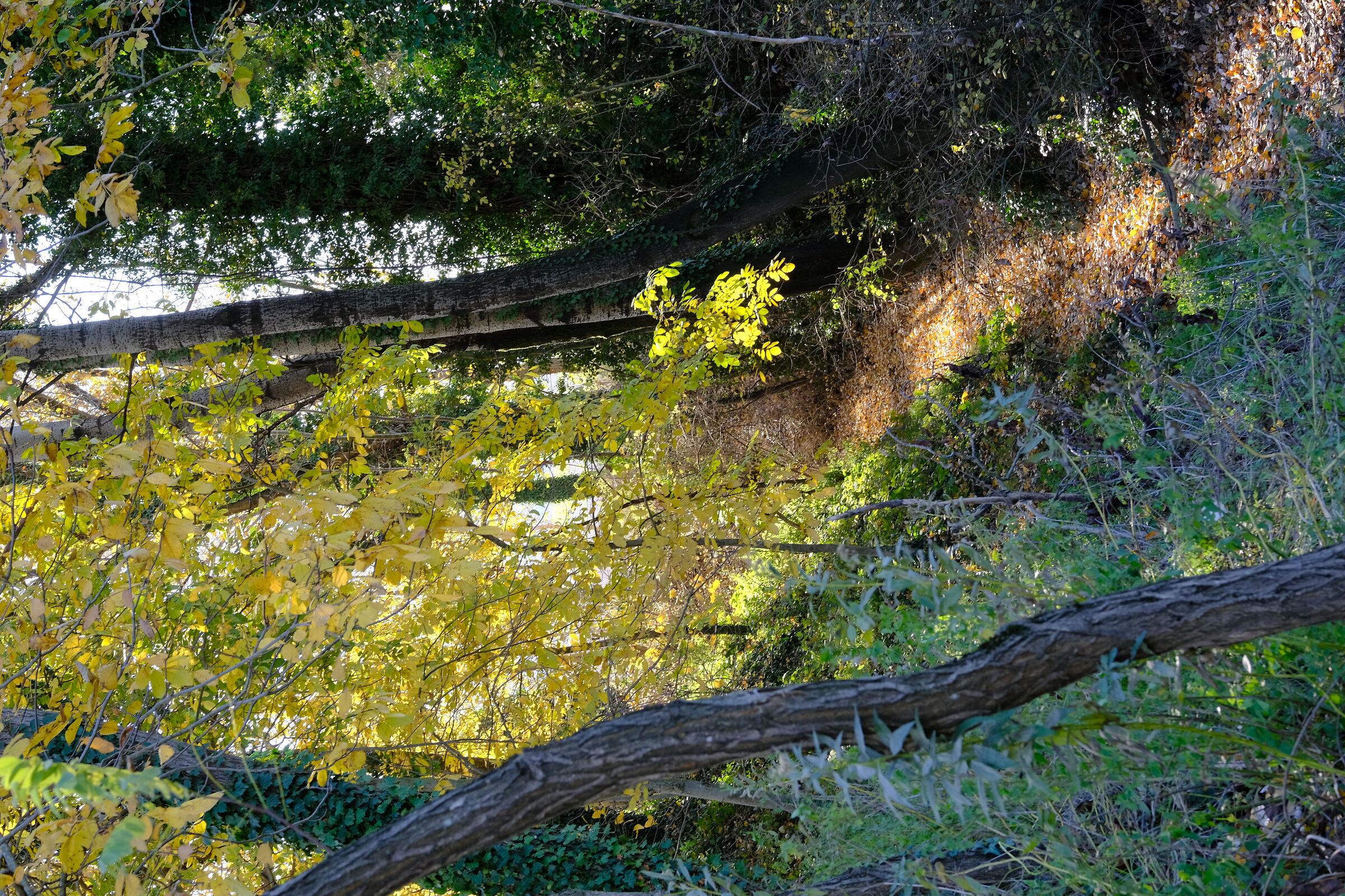 bosco lungo il Po, fine autunno