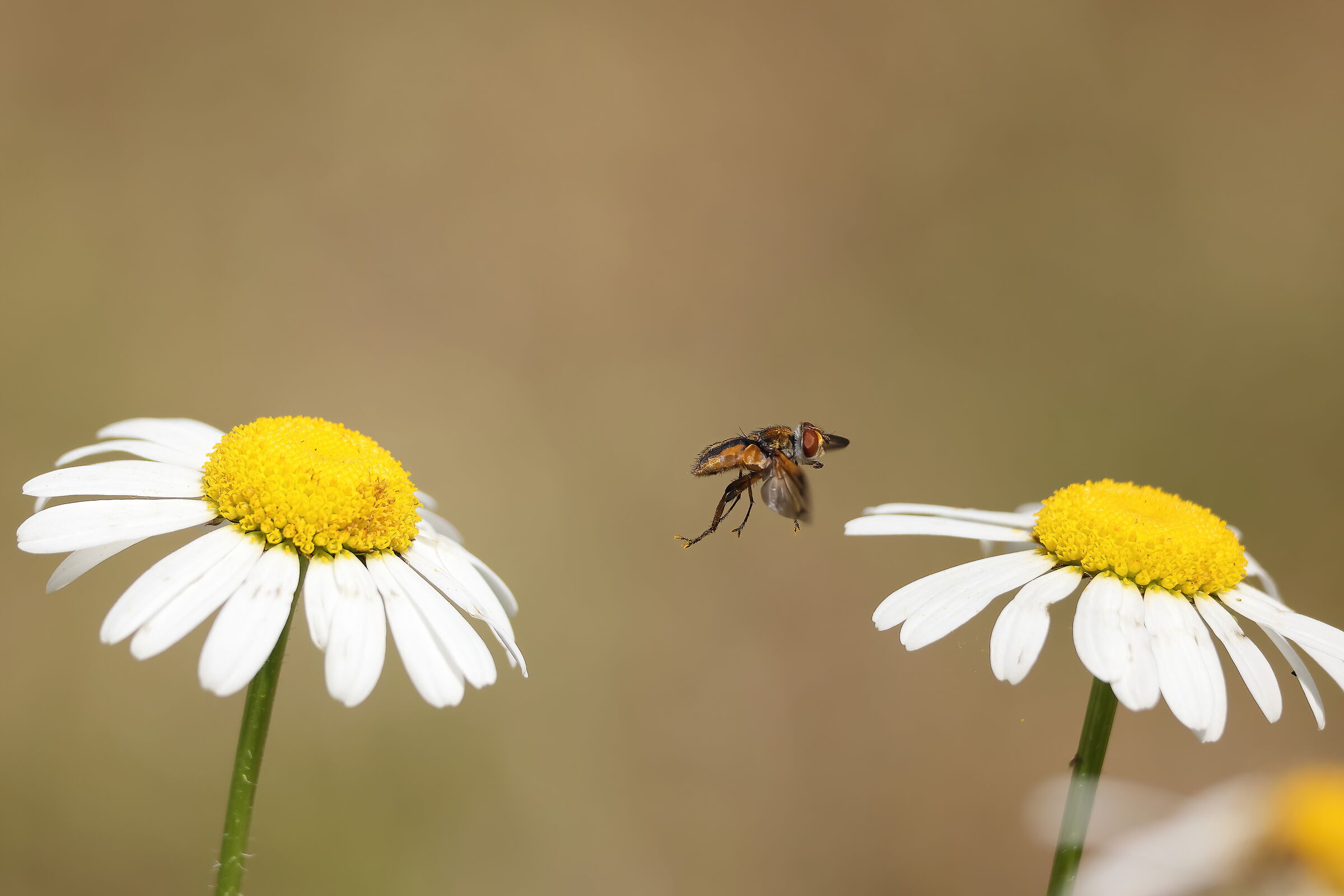 From one flower to another