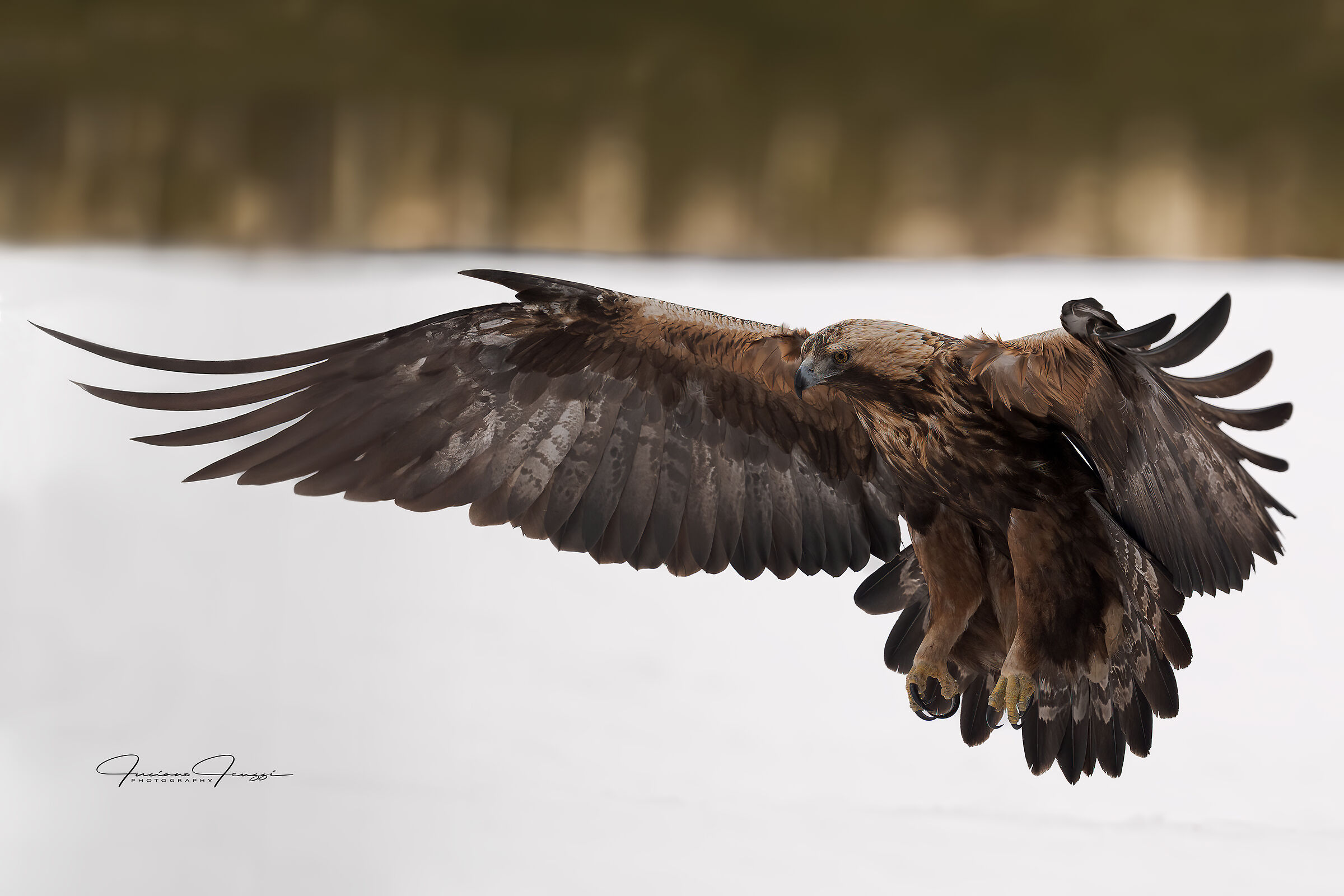 Golden Eagle