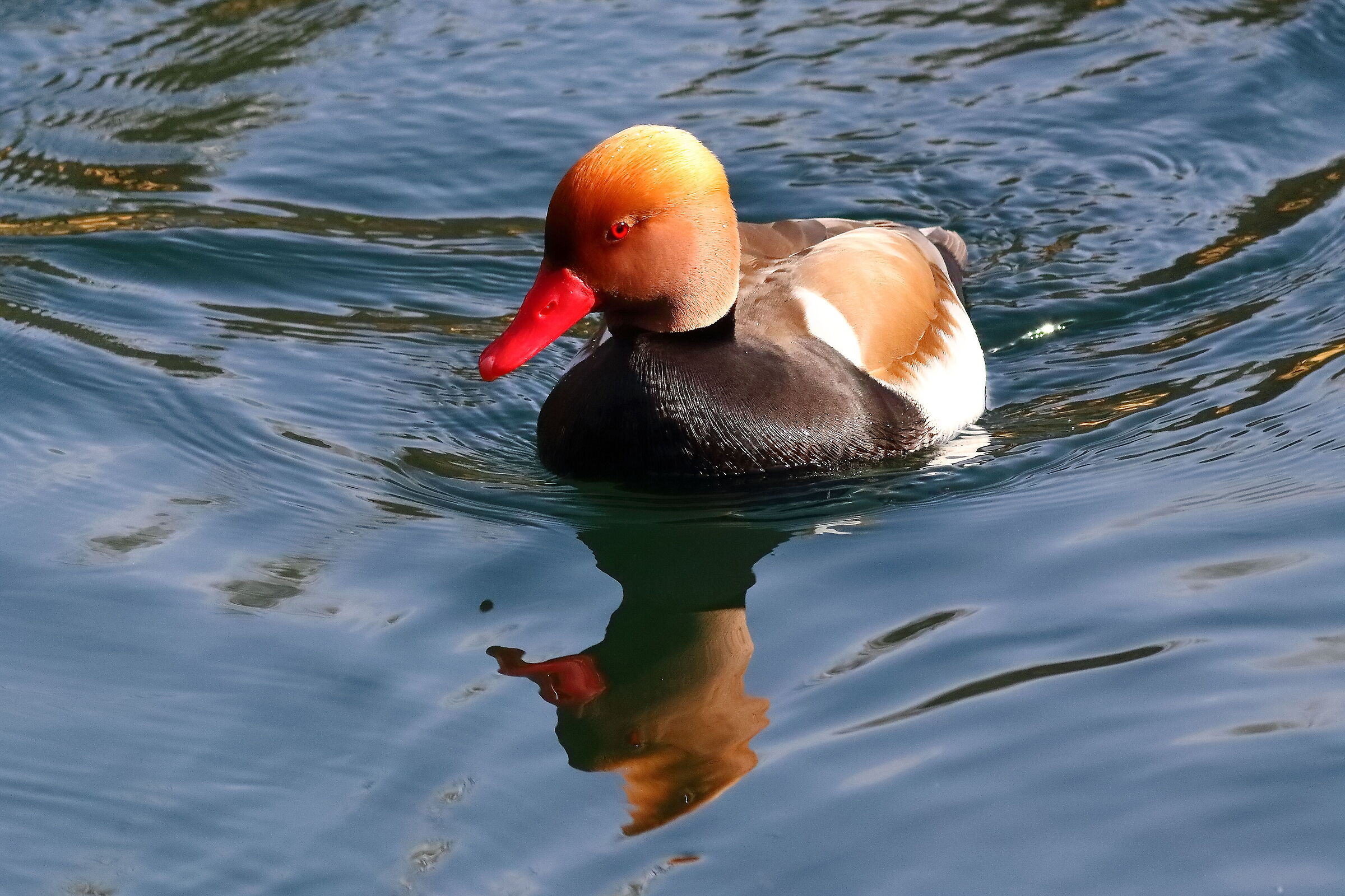 Turkish Pochard M 28 February 2024 - 0027