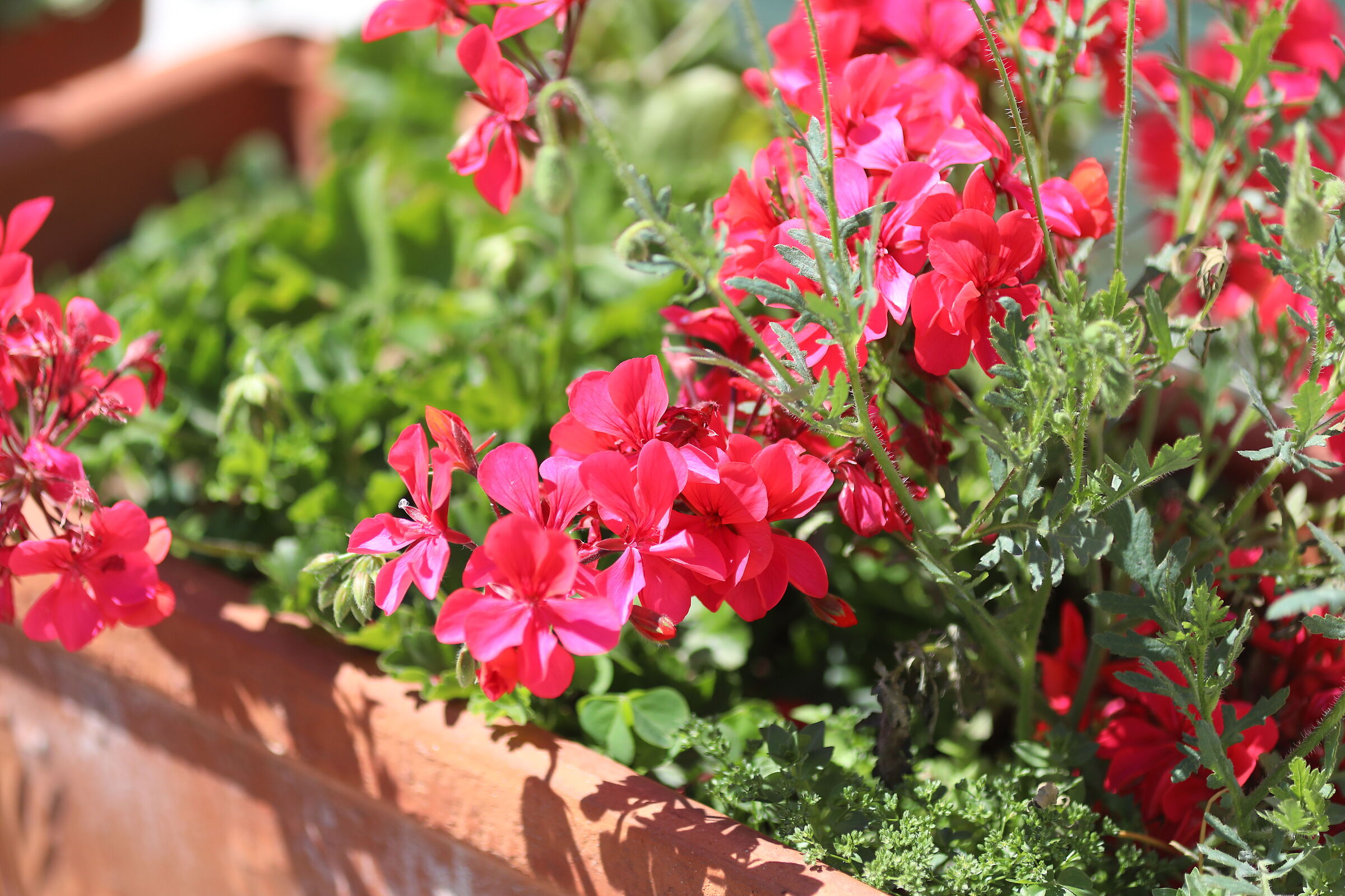 " Crop 189 ", Canon 5 D IV, 135 F. 2 L usm+ TC 1.4...