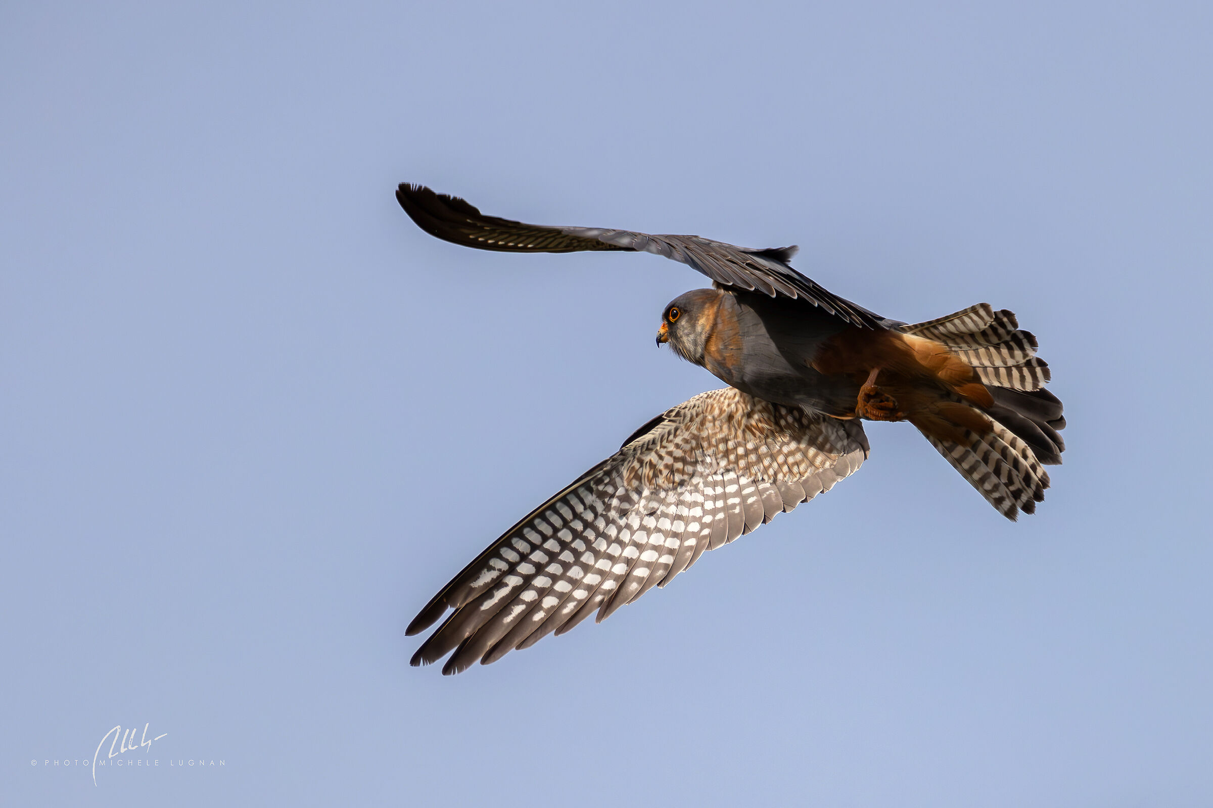Falco vespertinus (falco cuculo)