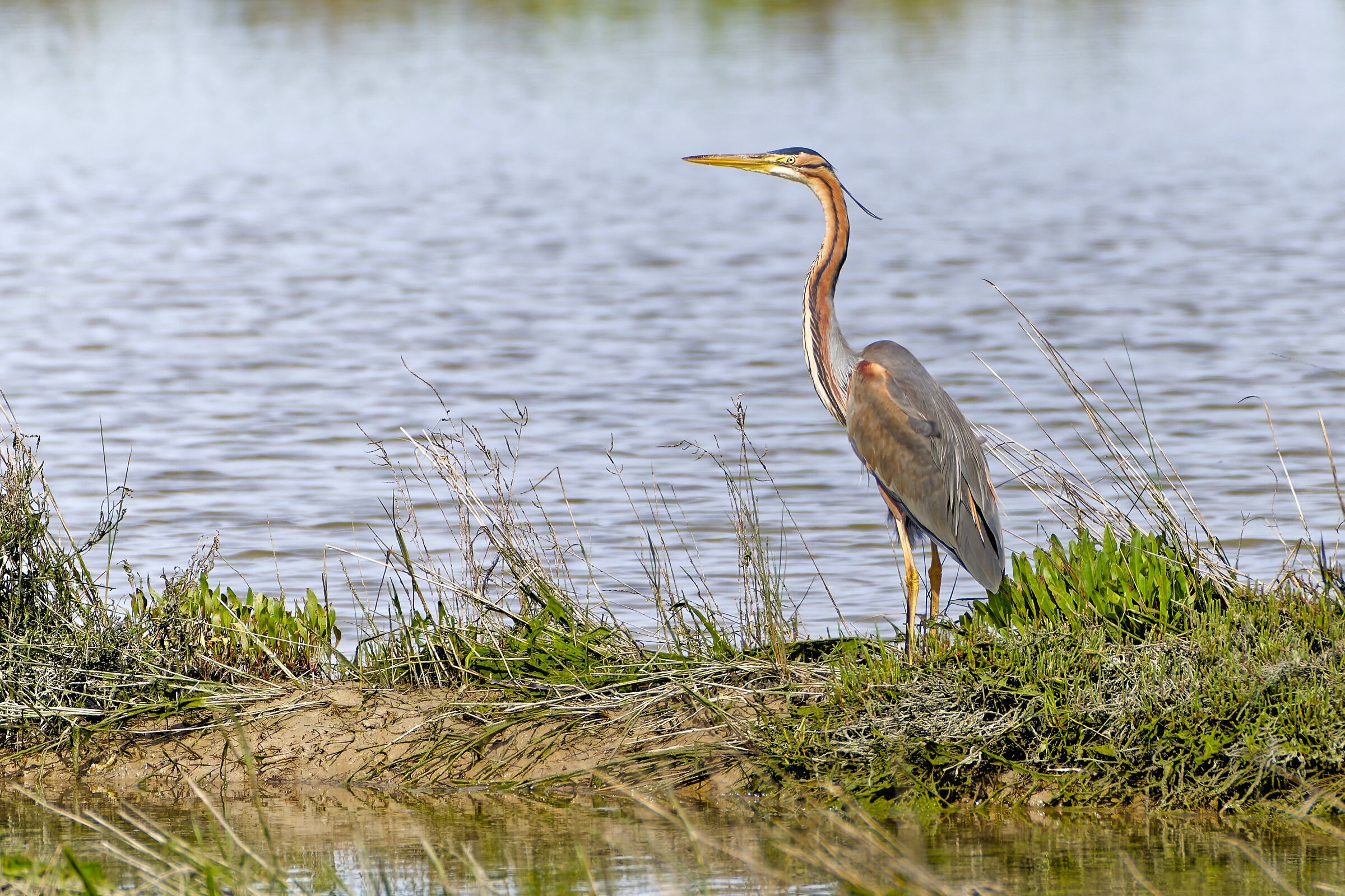 Purple heron