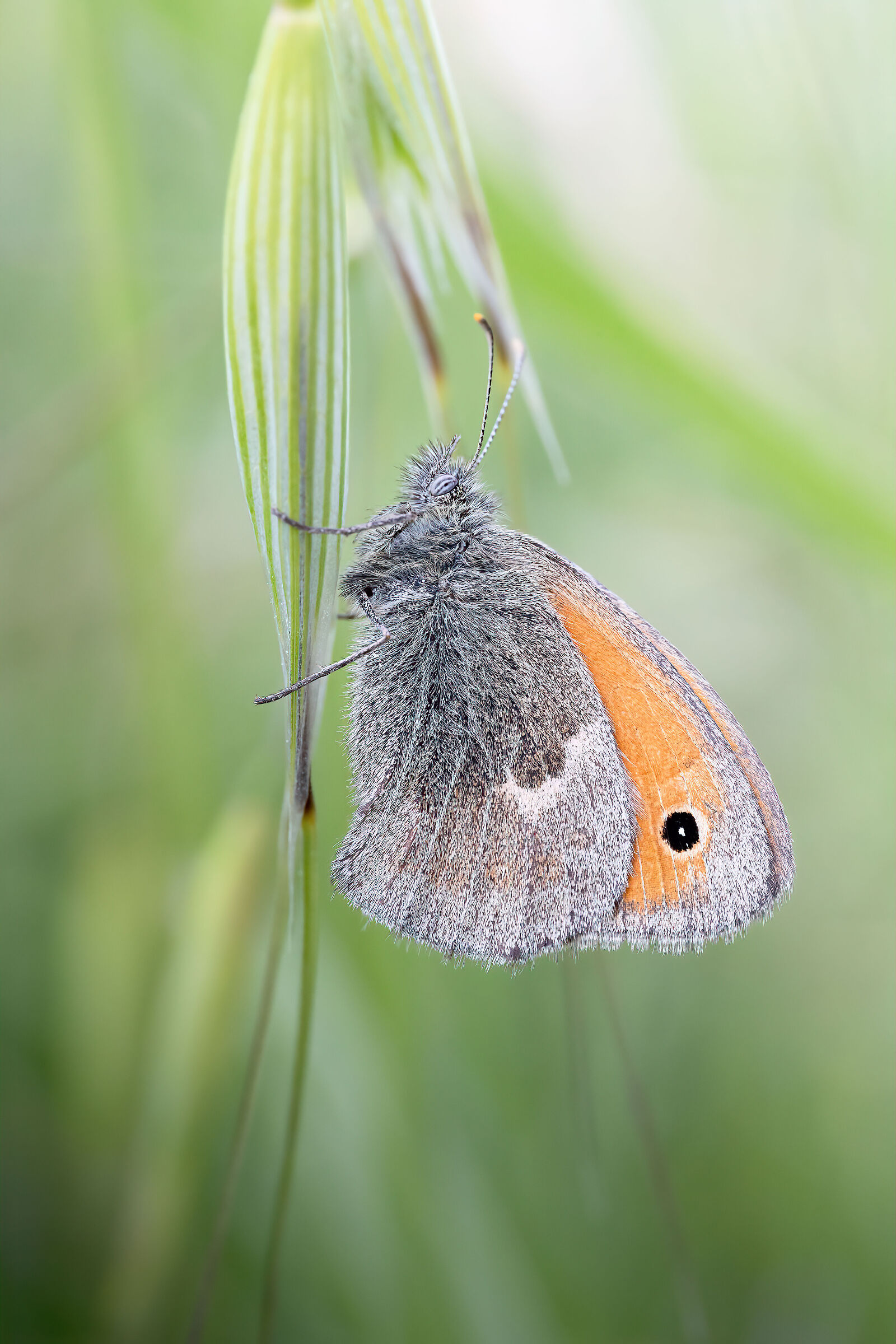 Panfila in the grass