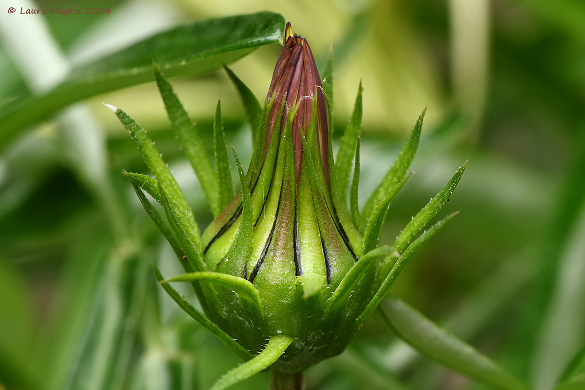 Pronto per esplodere