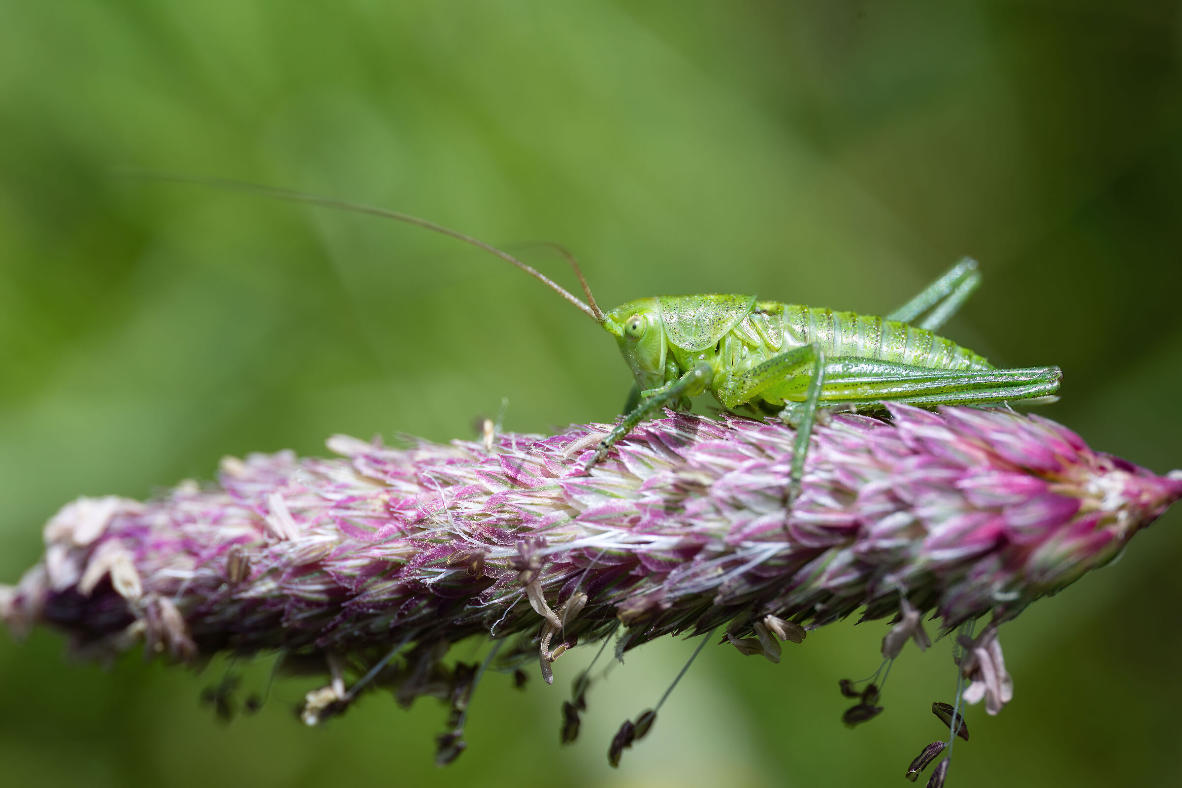 Grasshopper nymph