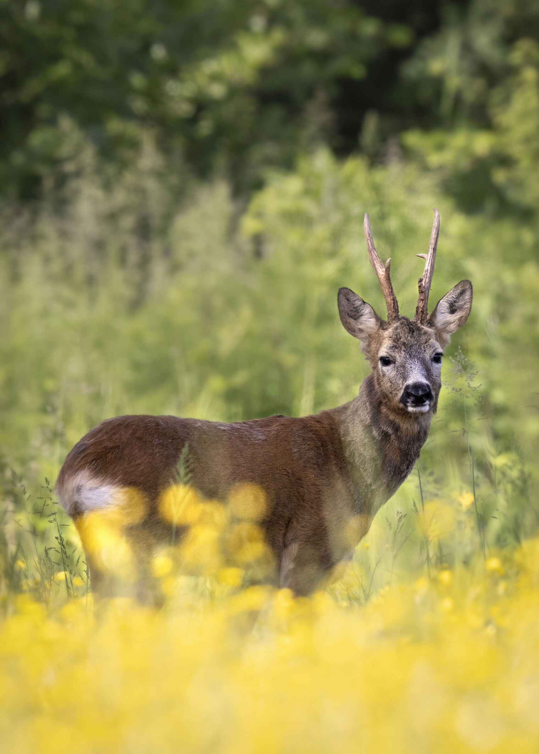 Capriolo