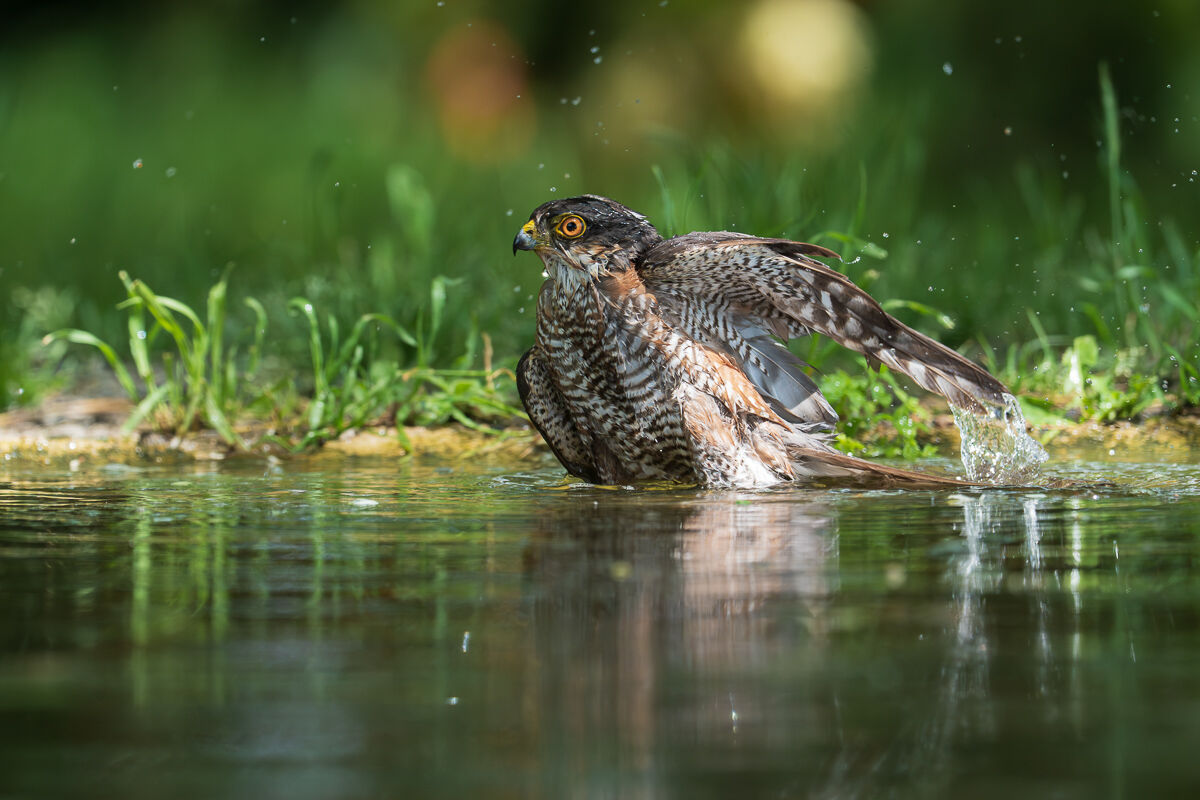::Sparrowhawk bathing:: Accipiter nisus