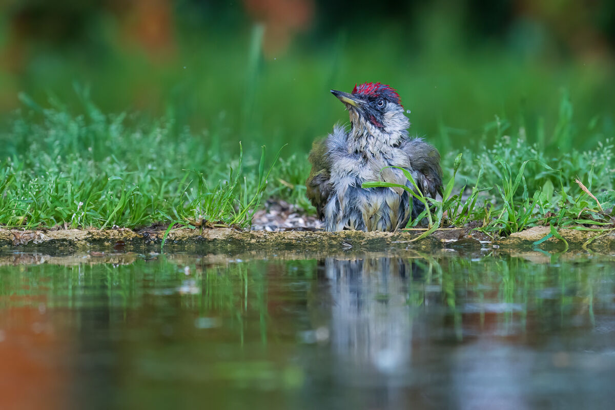 ::Picchio verde bagnato:: Picus viridis