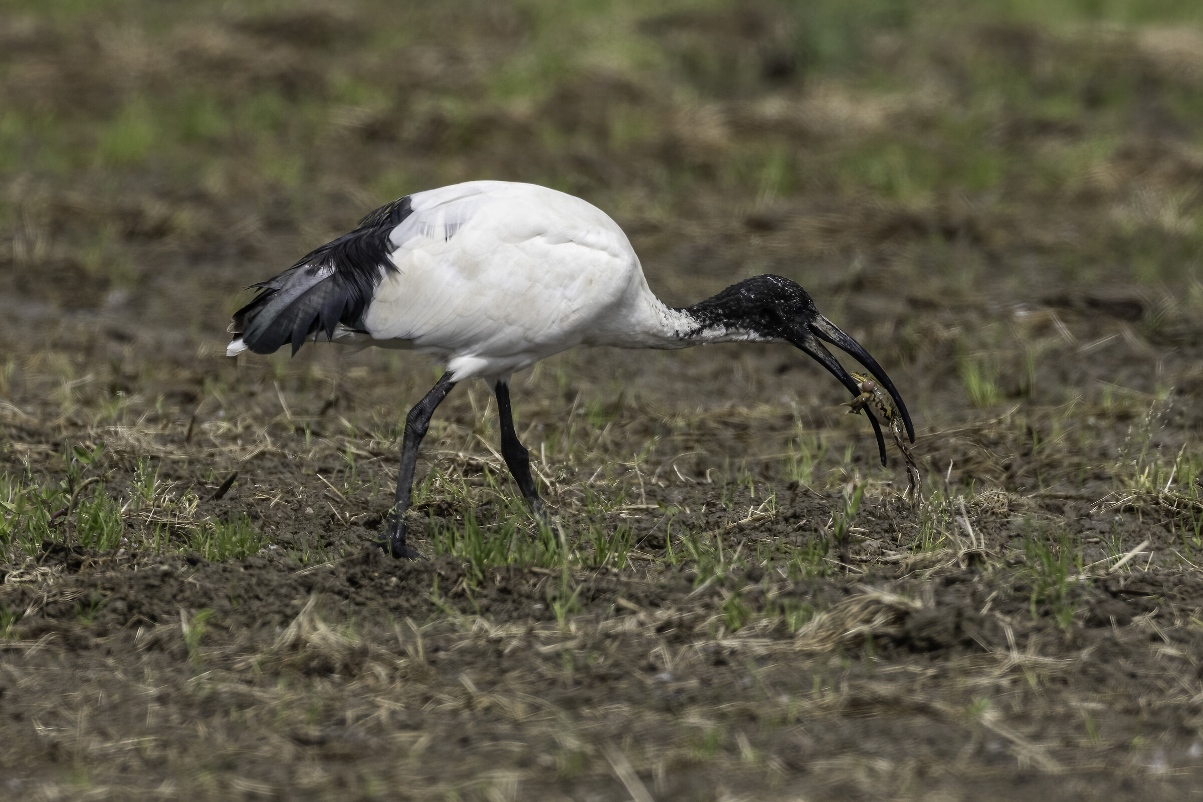 Ibis