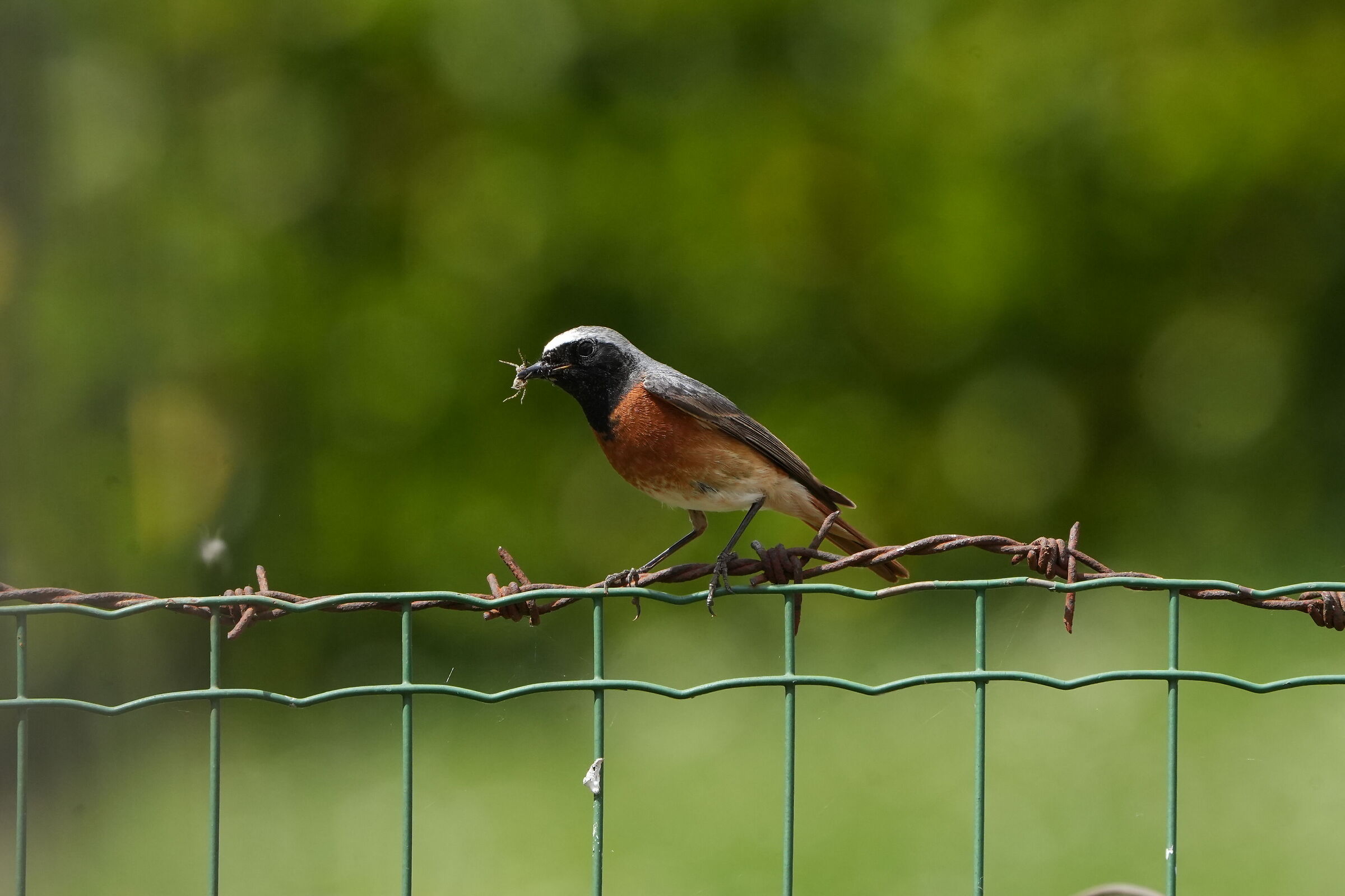 Robin with Prey Pose1