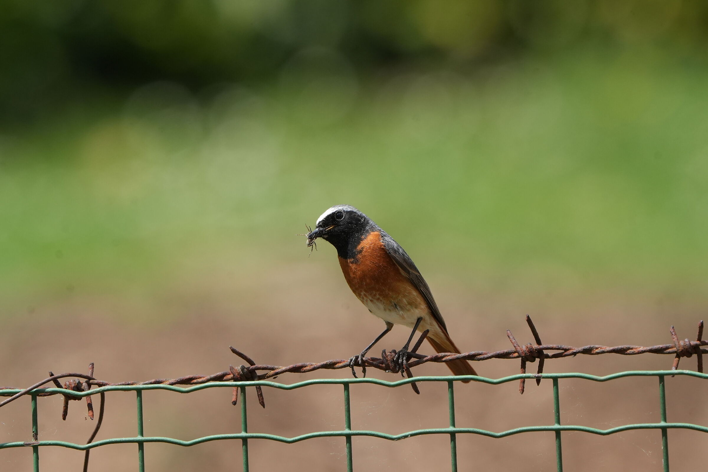 Robin with Prey Pose 2