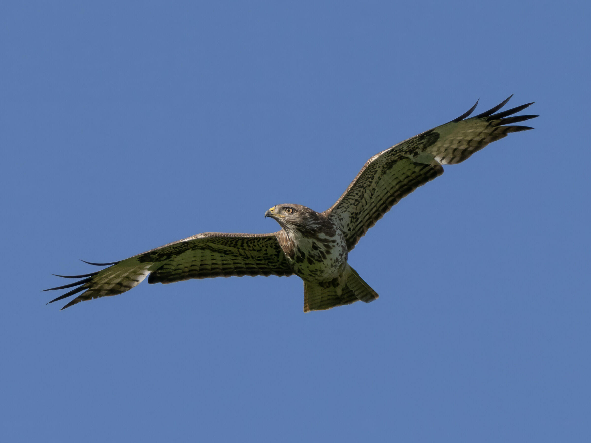 Harrier