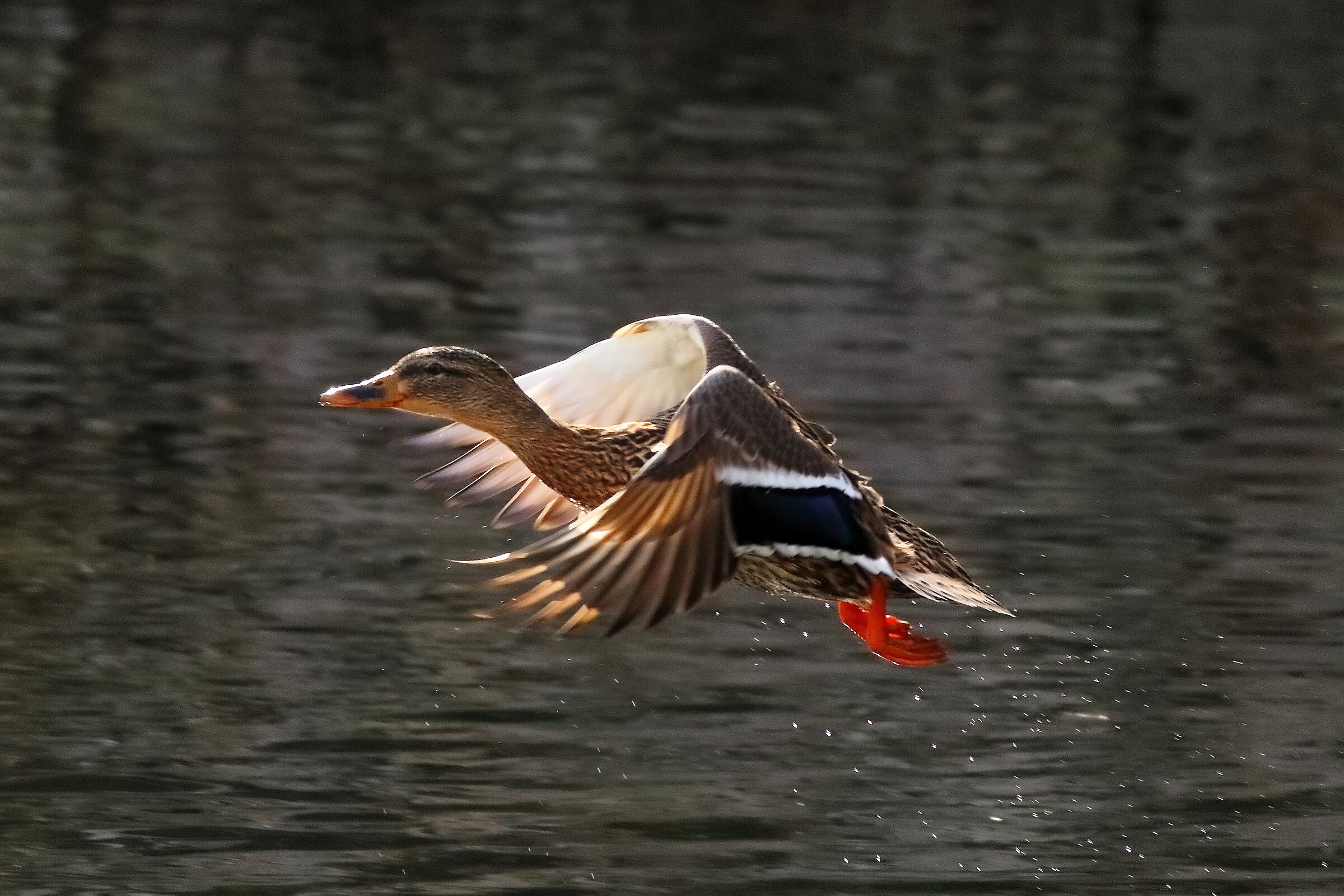 Germano M 28 February 2024 - 0045