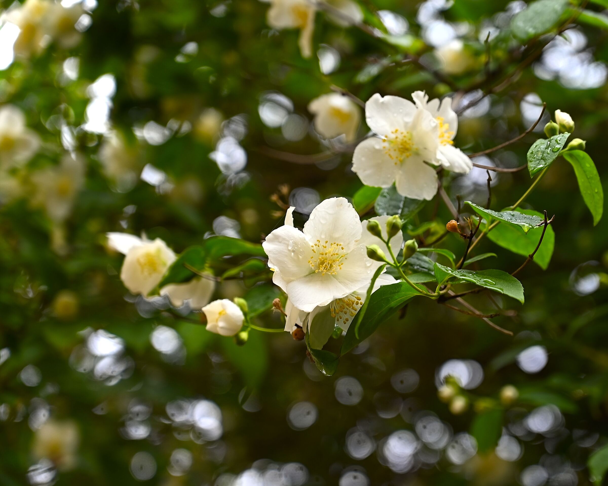 Jasminum