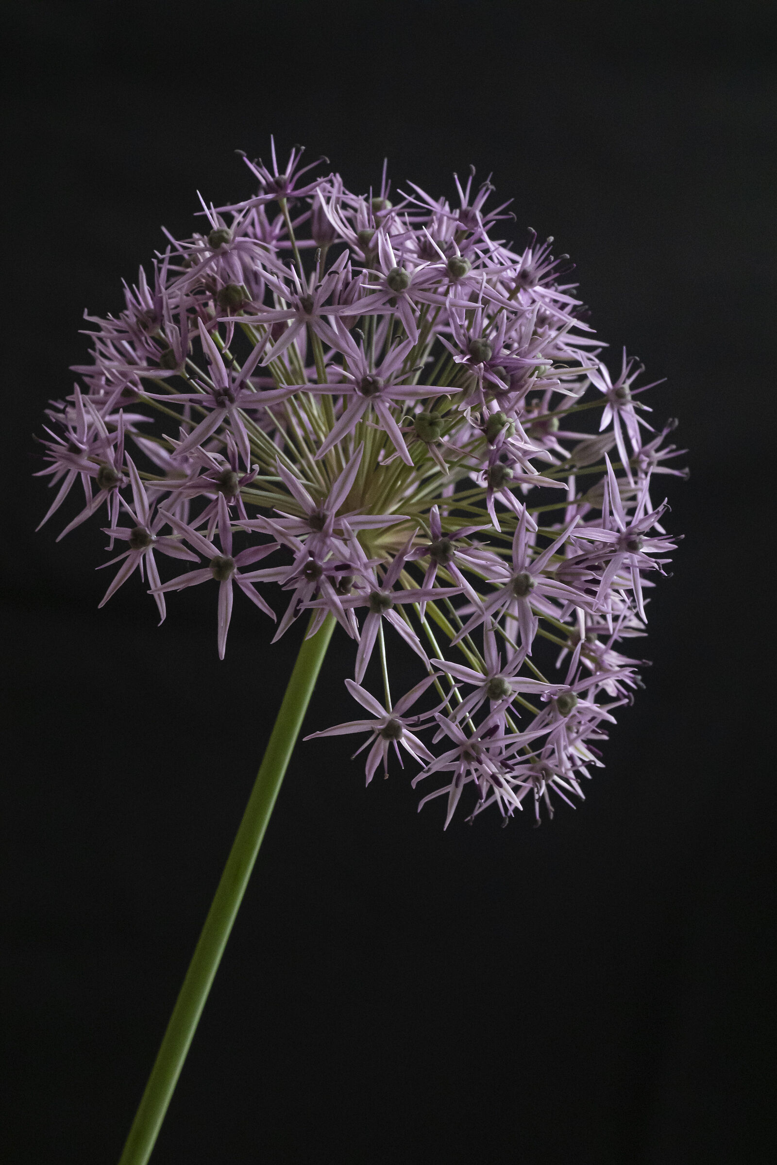 The Garlic Flower