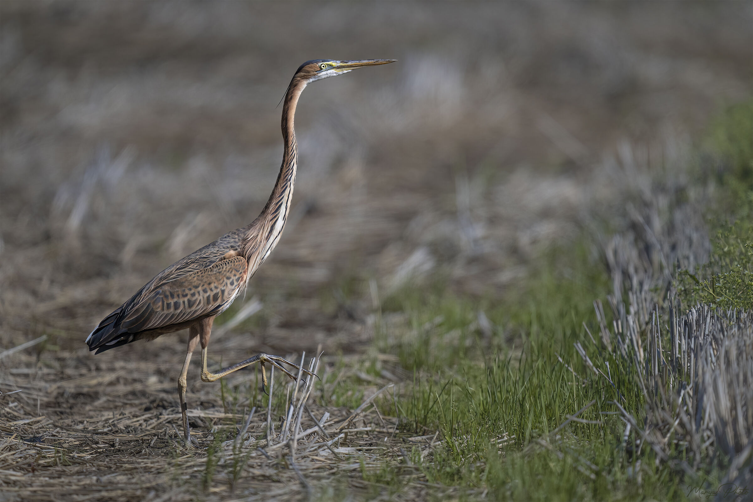 Giovane airone rosso