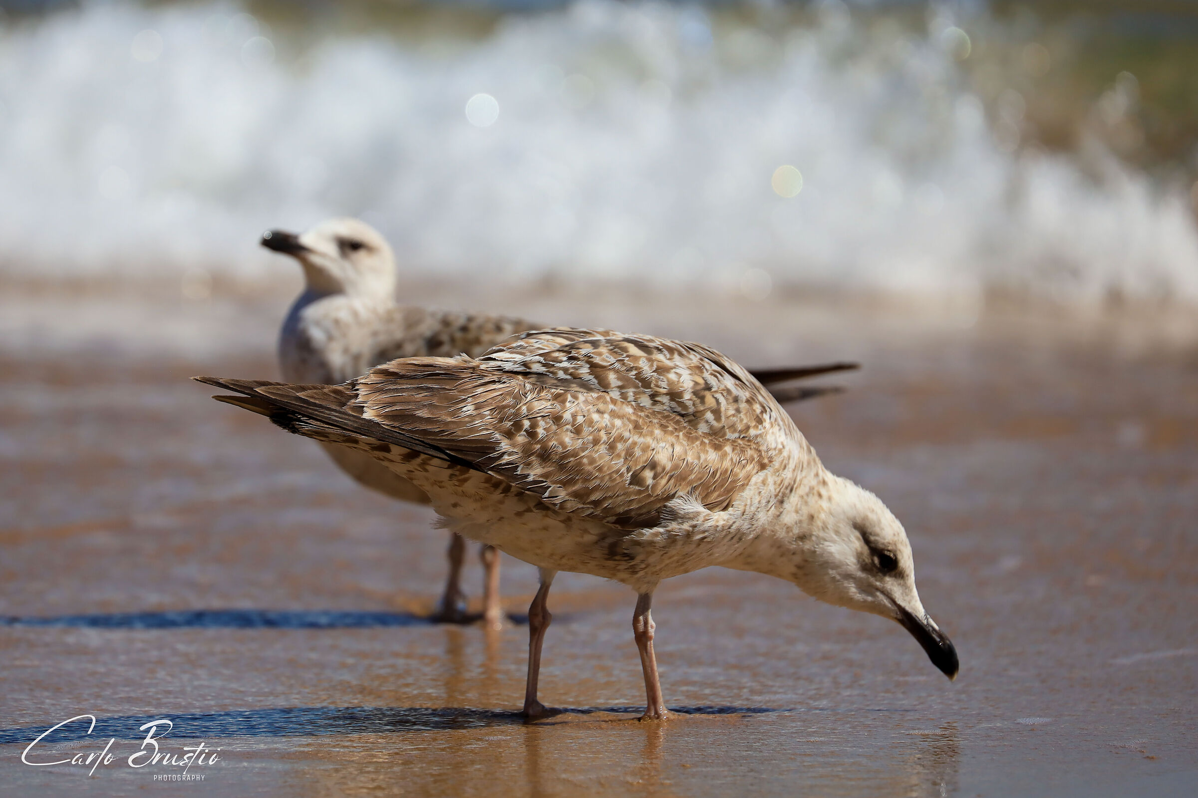 Il Mugnaiaccio - Larus marinus