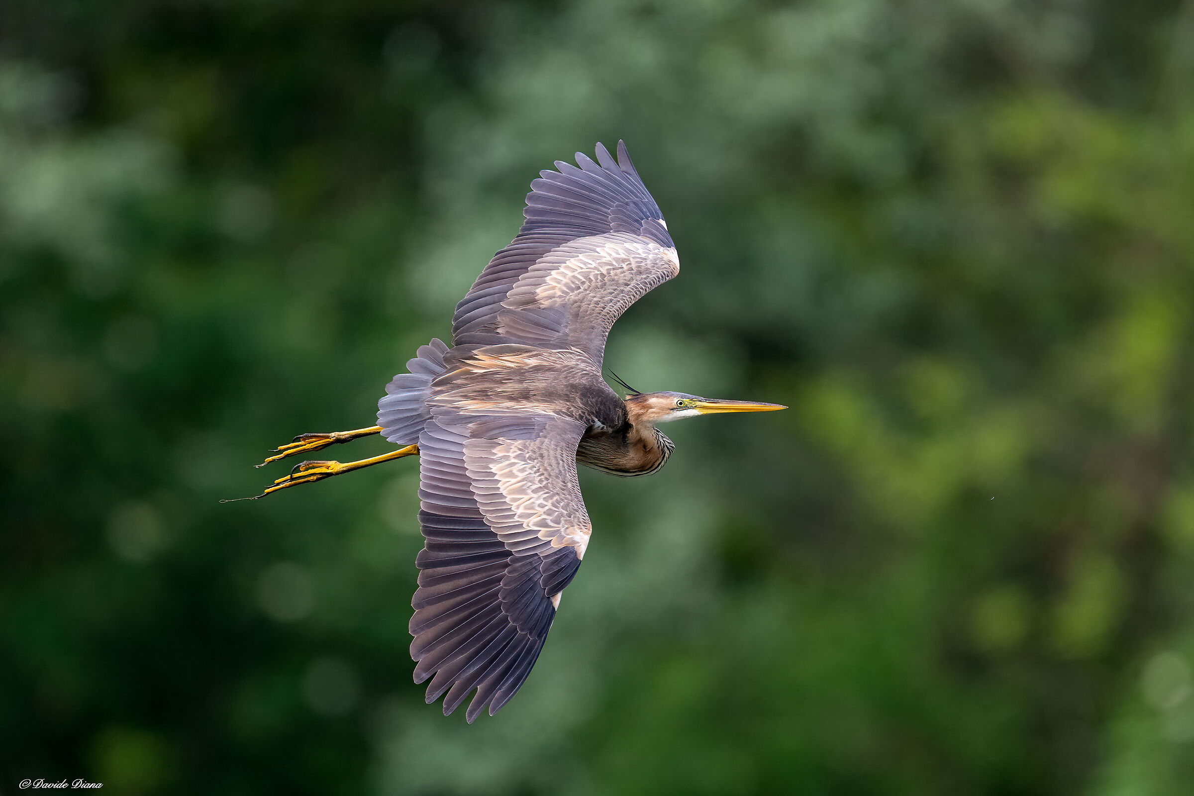Purple heron