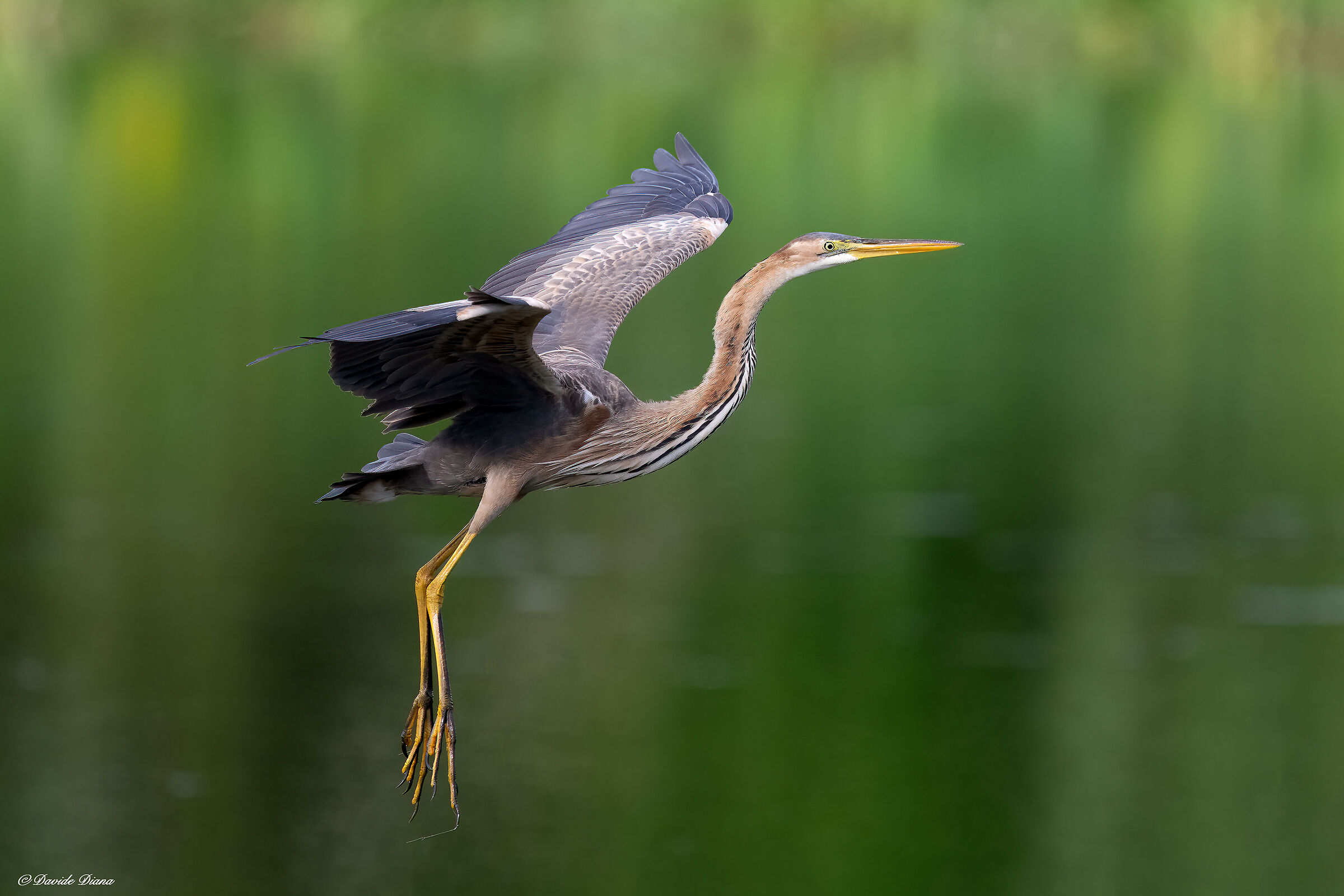 Purple heron